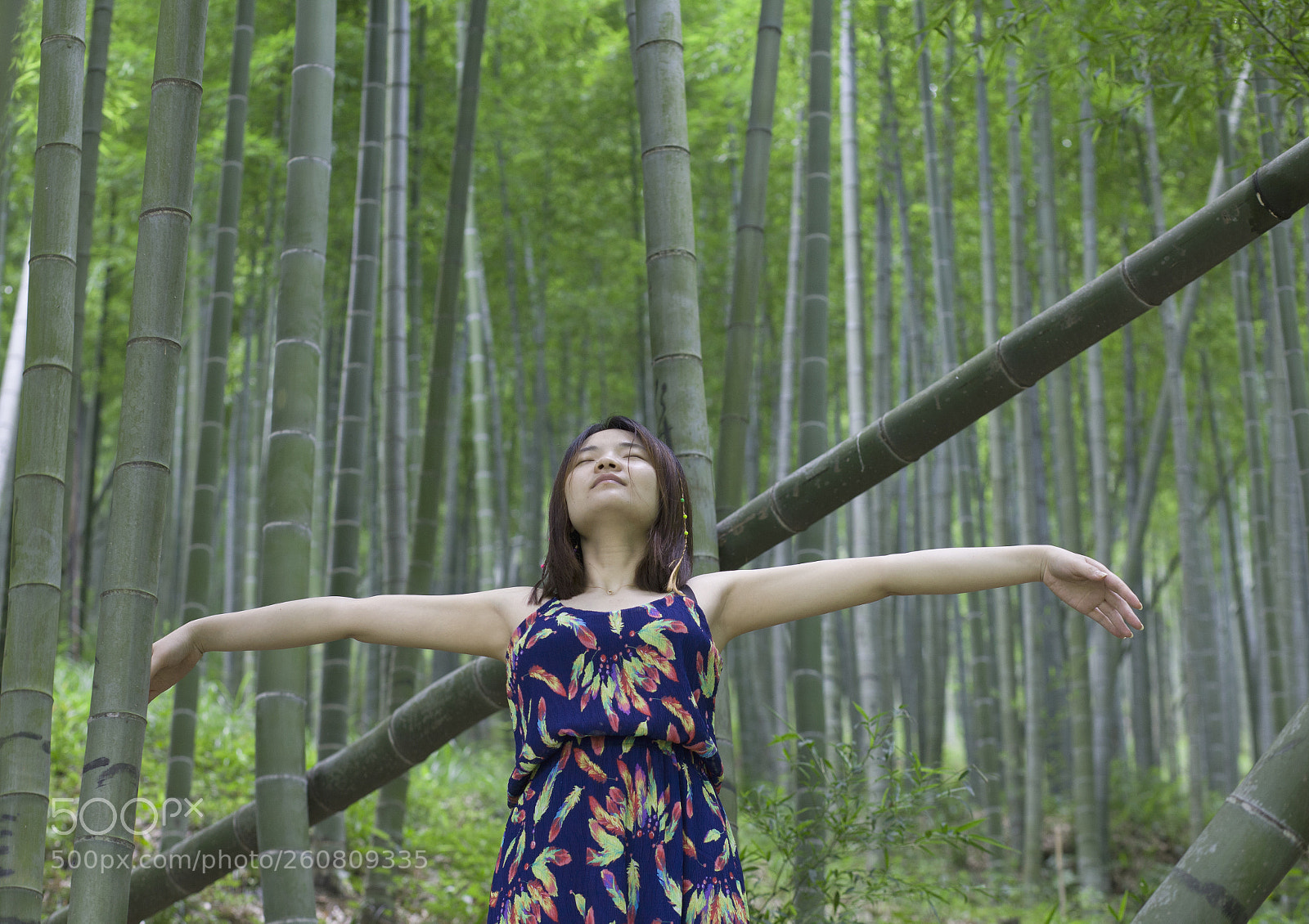 Canon EOS 5D Mark II sample photo. Bamboo photography