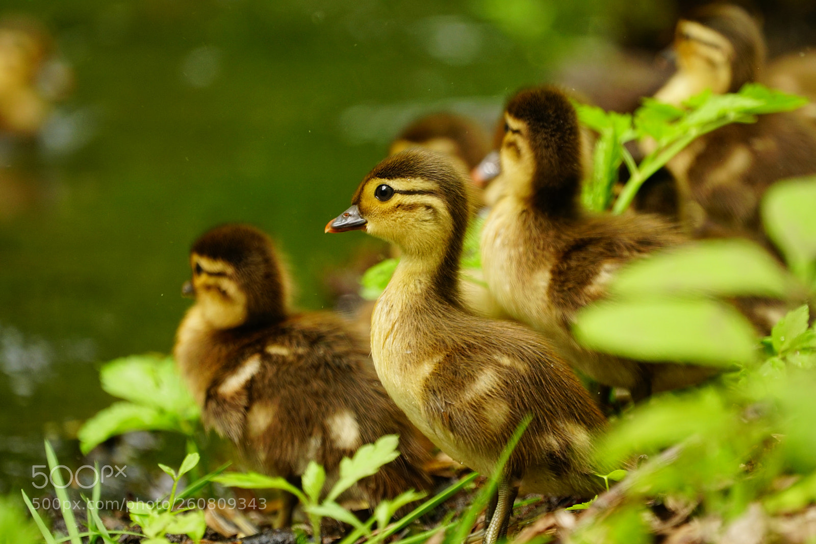 Sony a6300 sample photo. Chicks photography