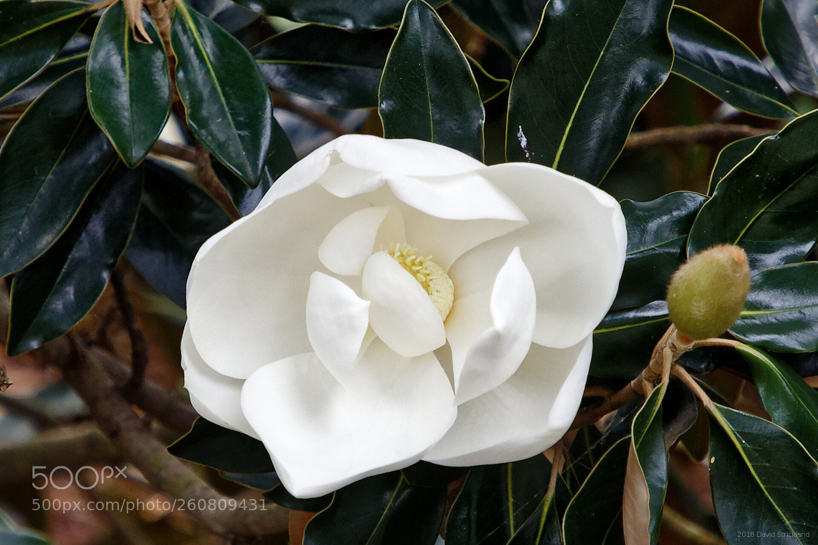 Canon EF 24-105mm F4L IS II USM sample photo. Magnolia blossom photography