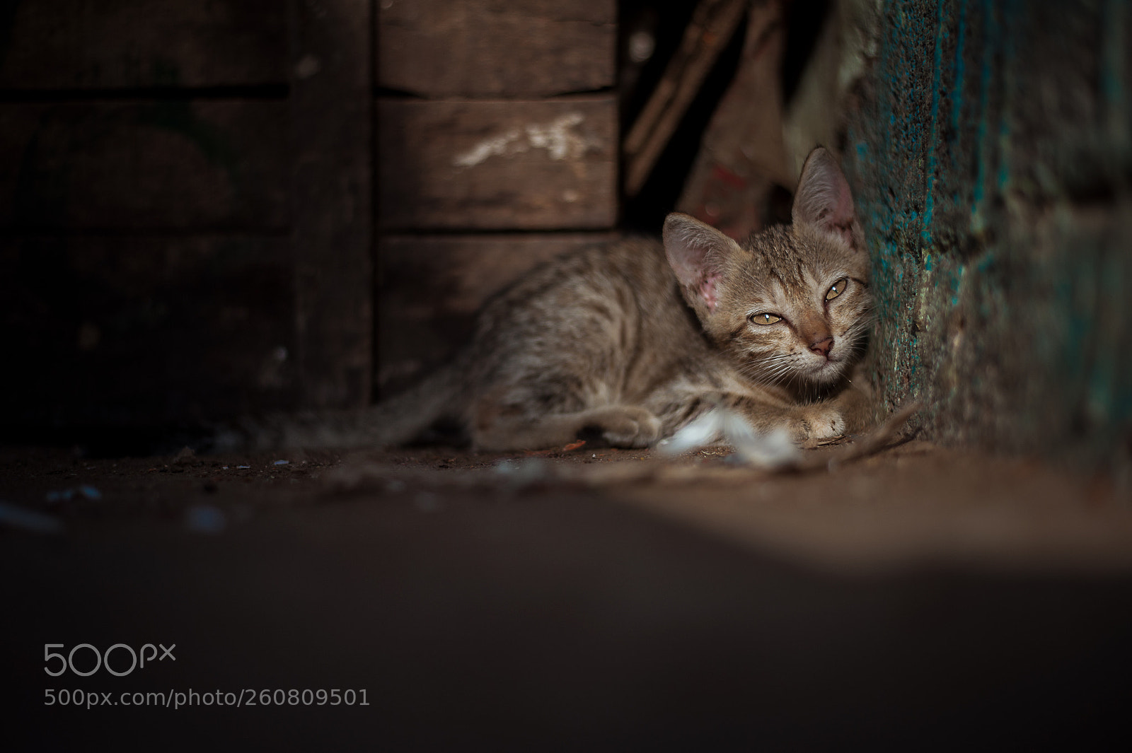 Nikon D700 sample photo. It's monday photography