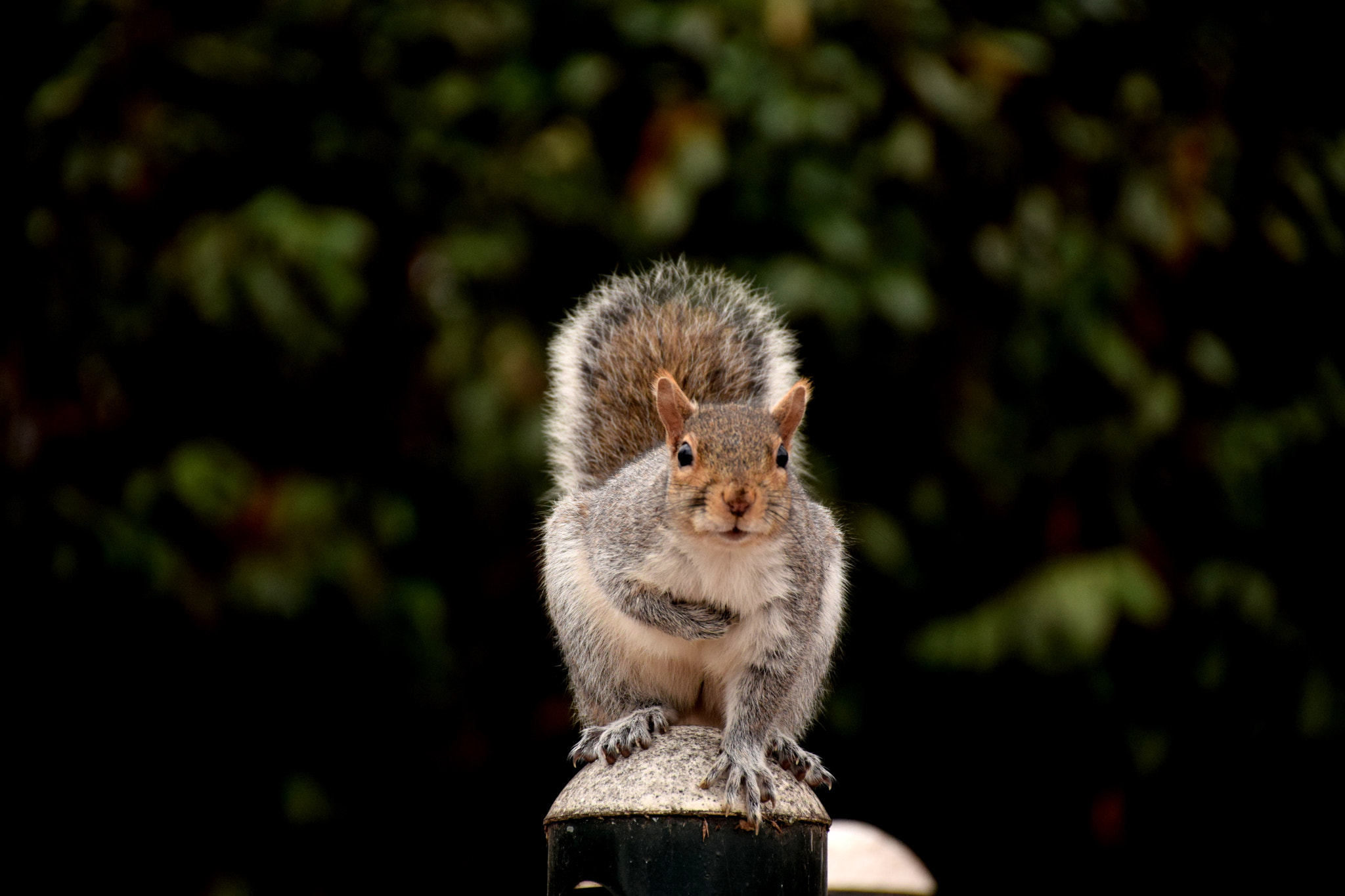Nikon D5300 sample photo. I'm hungry photography