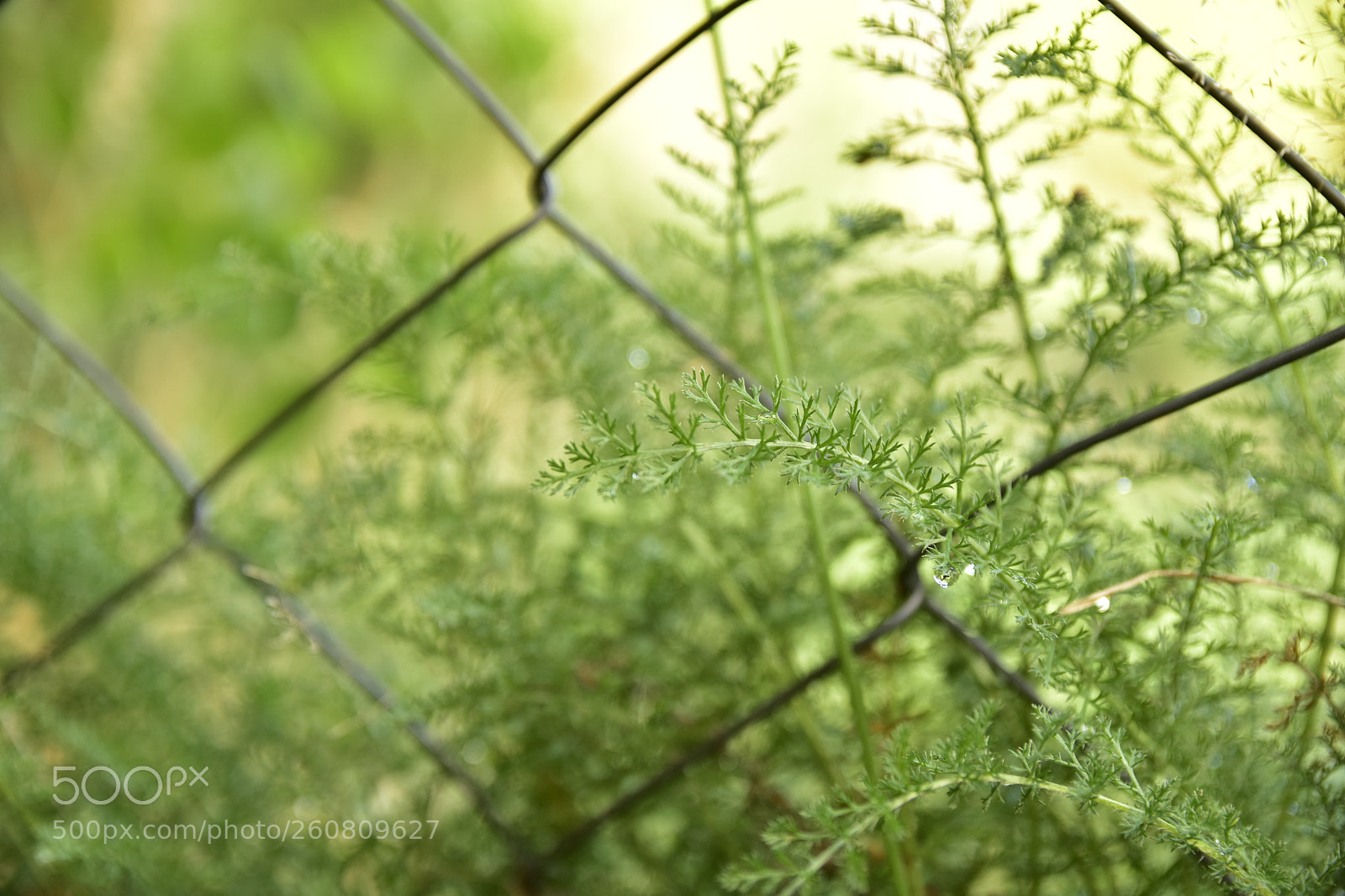 Nikon D7200 sample photo. Wild grass, bariloche, argentina photography