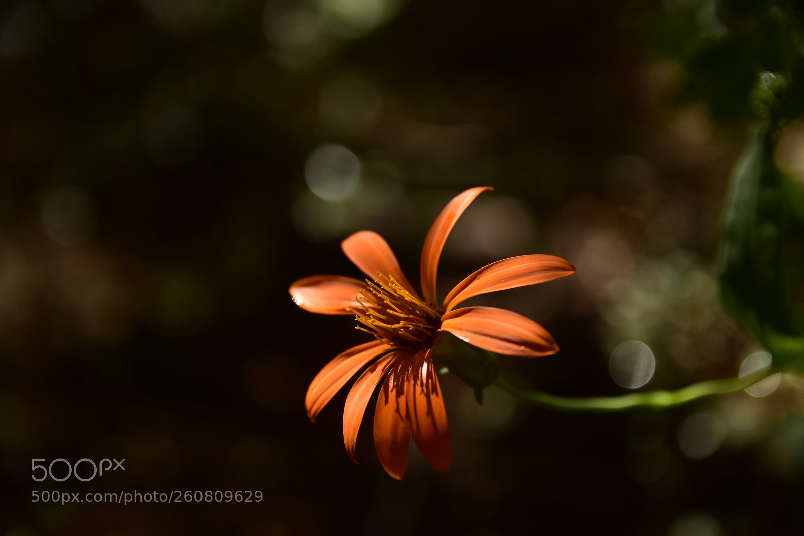 Nikon D7200 sample photo. Wild flower in the photography