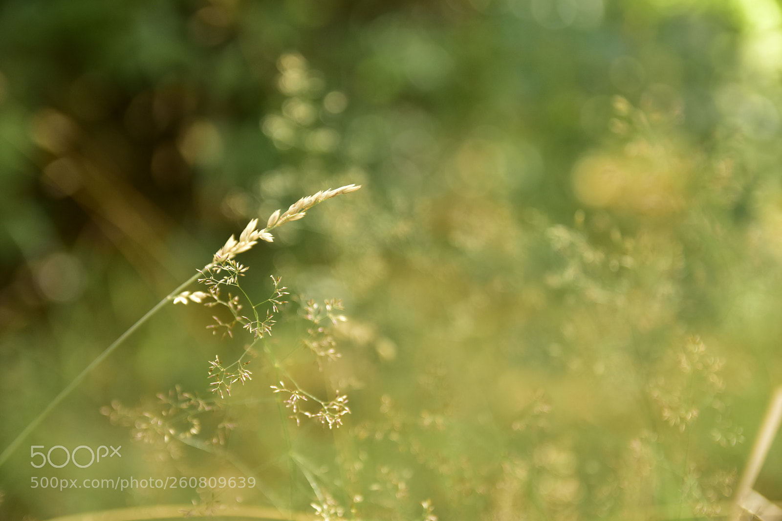 Nikon D7200 sample photo. Wild grass, bariloche, argentina photography