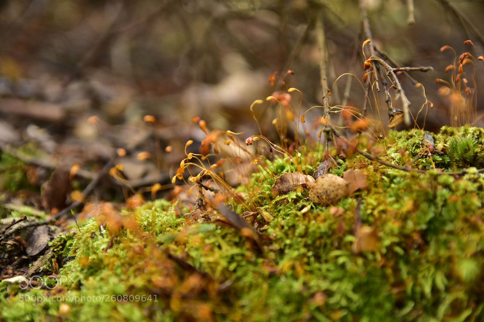 Nikon D7200 sample photo. Wild grass, bariloche, argentina photography