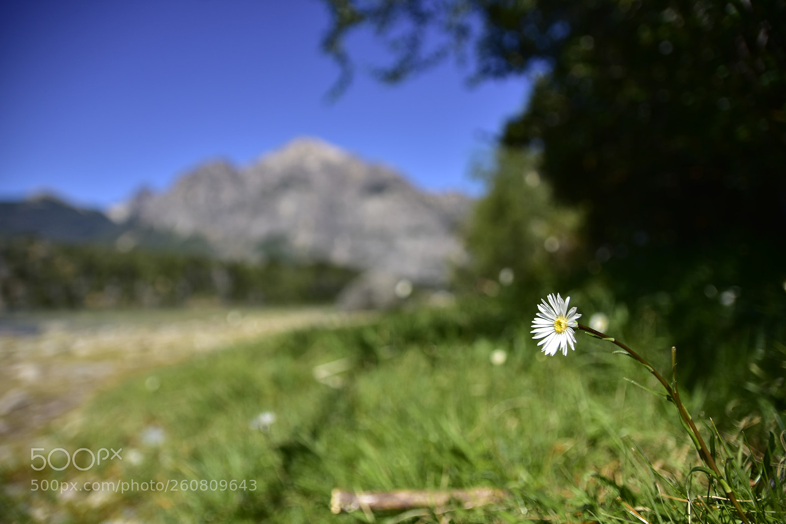 Nikon D7200 sample photo. Wild flower in the photography
