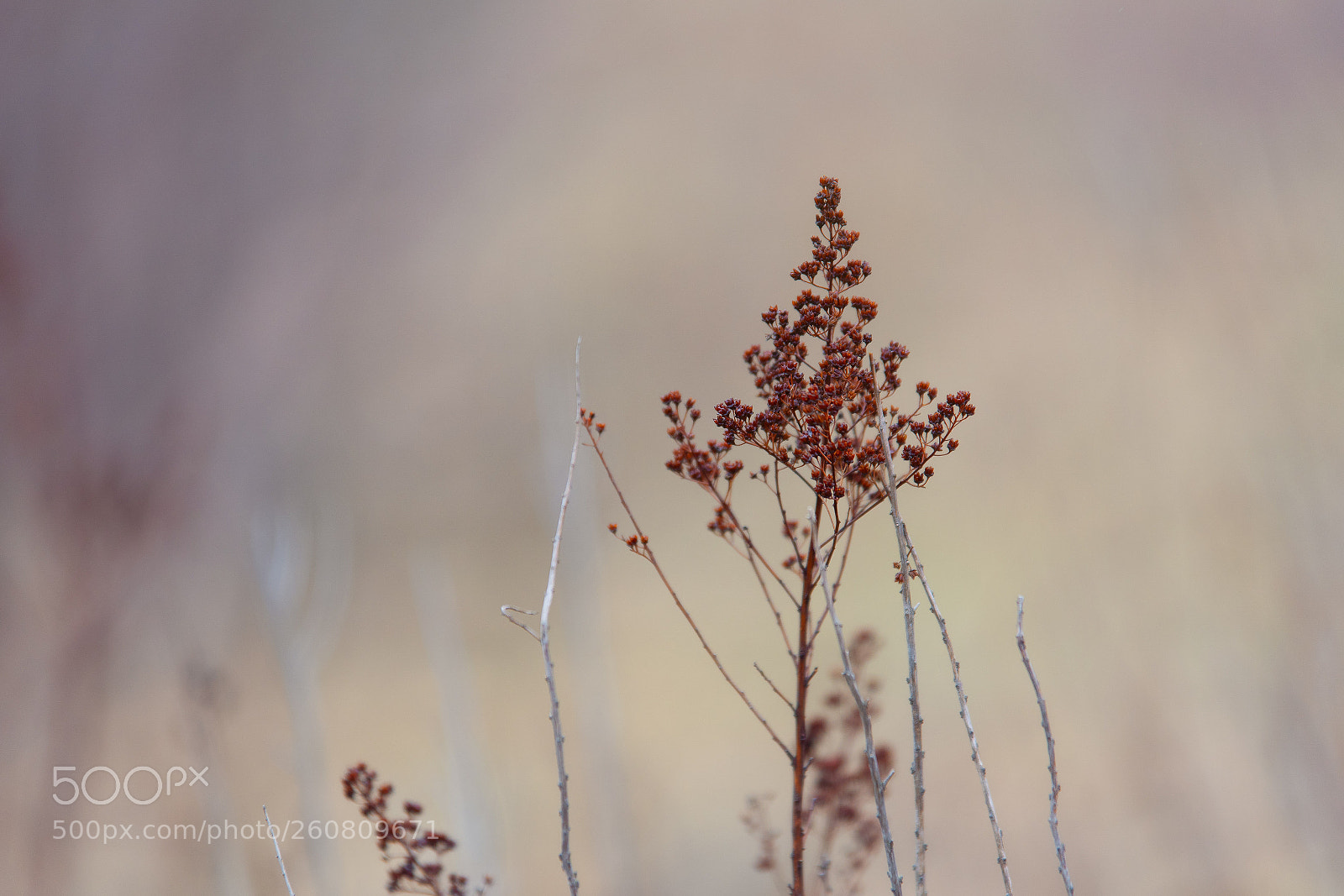 Sony a7 III sample photo. Bokehlicious weeds sony a73 photography