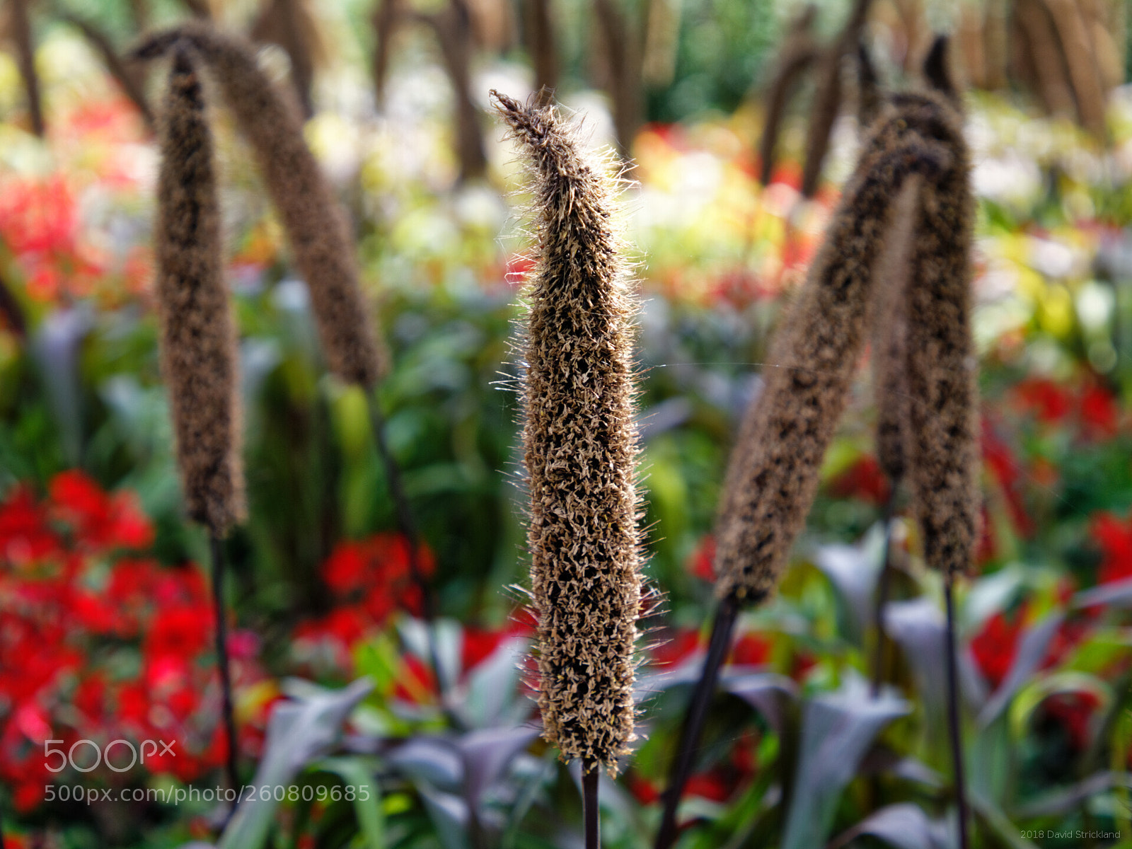 Canon EF 24-105mm F4L IS II USM sample photo. Blooming cattail photography