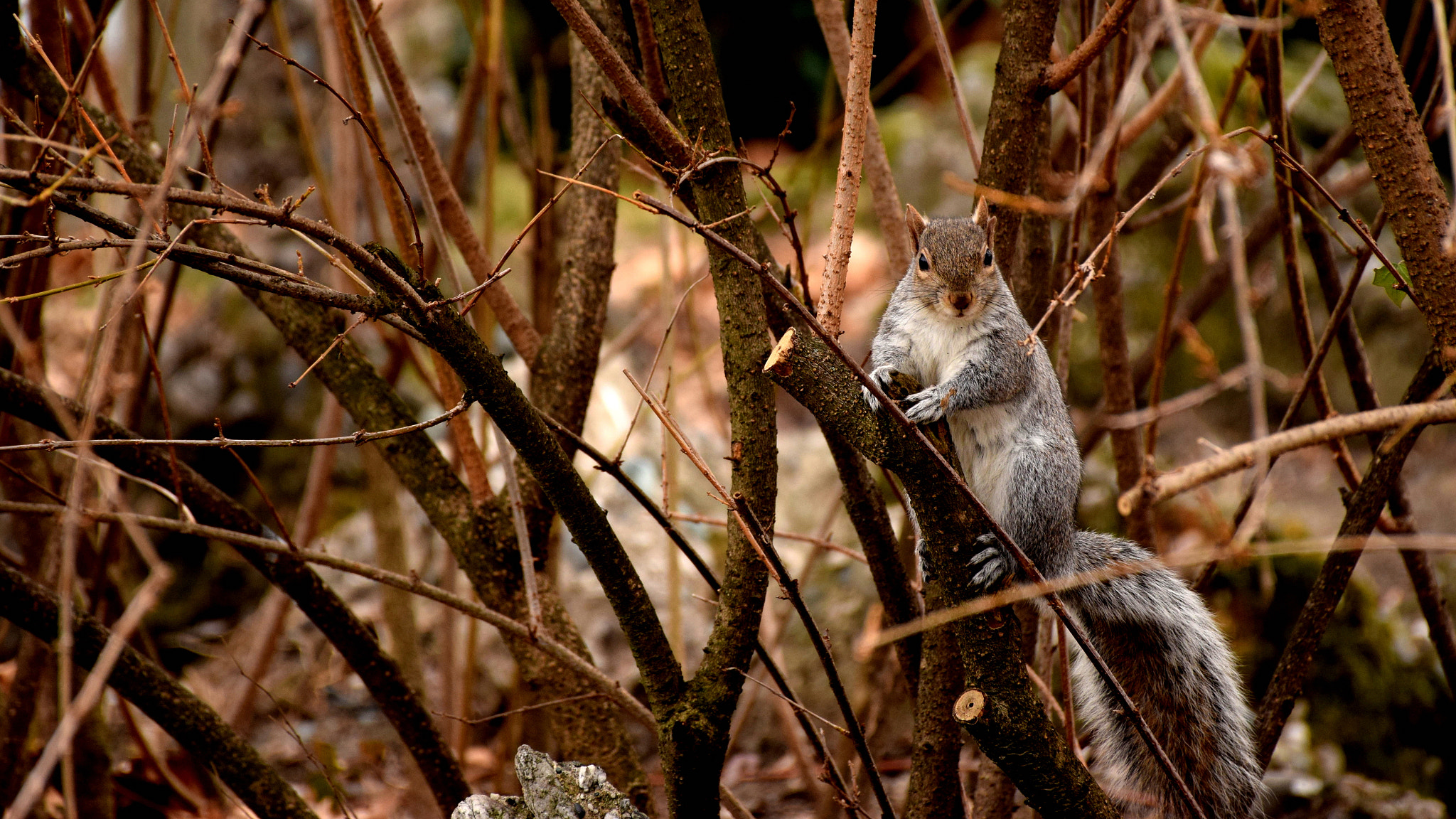 Nikon D5300 sample photo. Hello there! photography