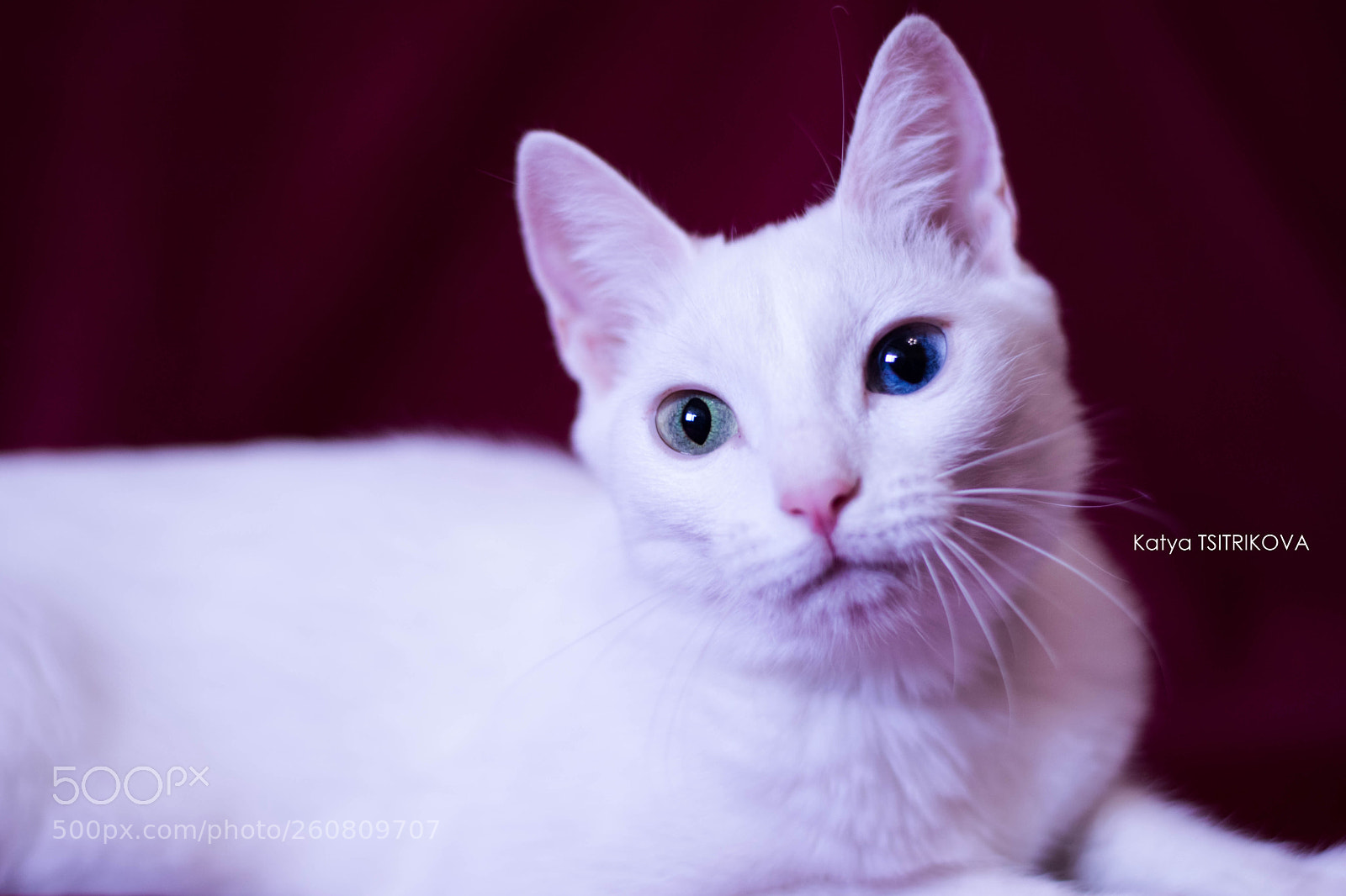 Nikon D3300 sample photo. Уральский рекс photography