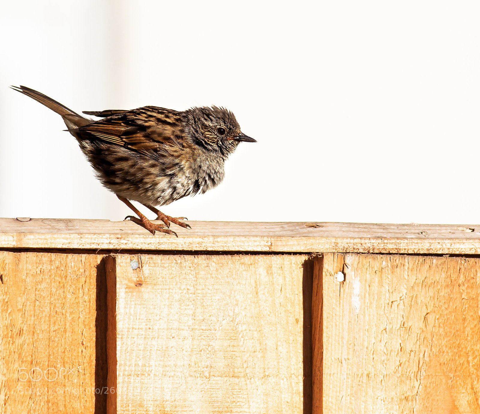 Canon EOS 6D sample photo. On the fence! photography