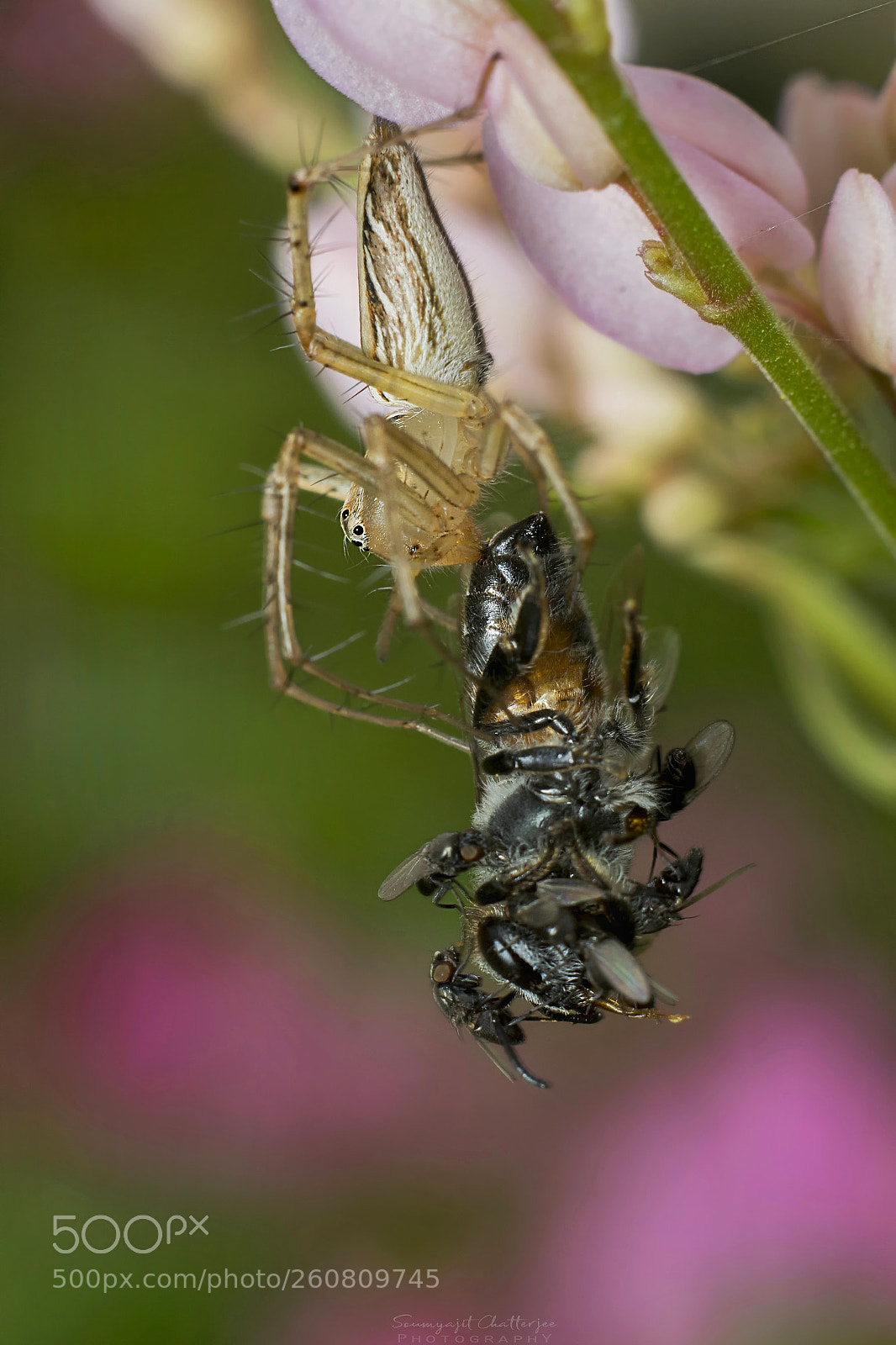 Nikon D3300 sample photo. The hanging killer photography