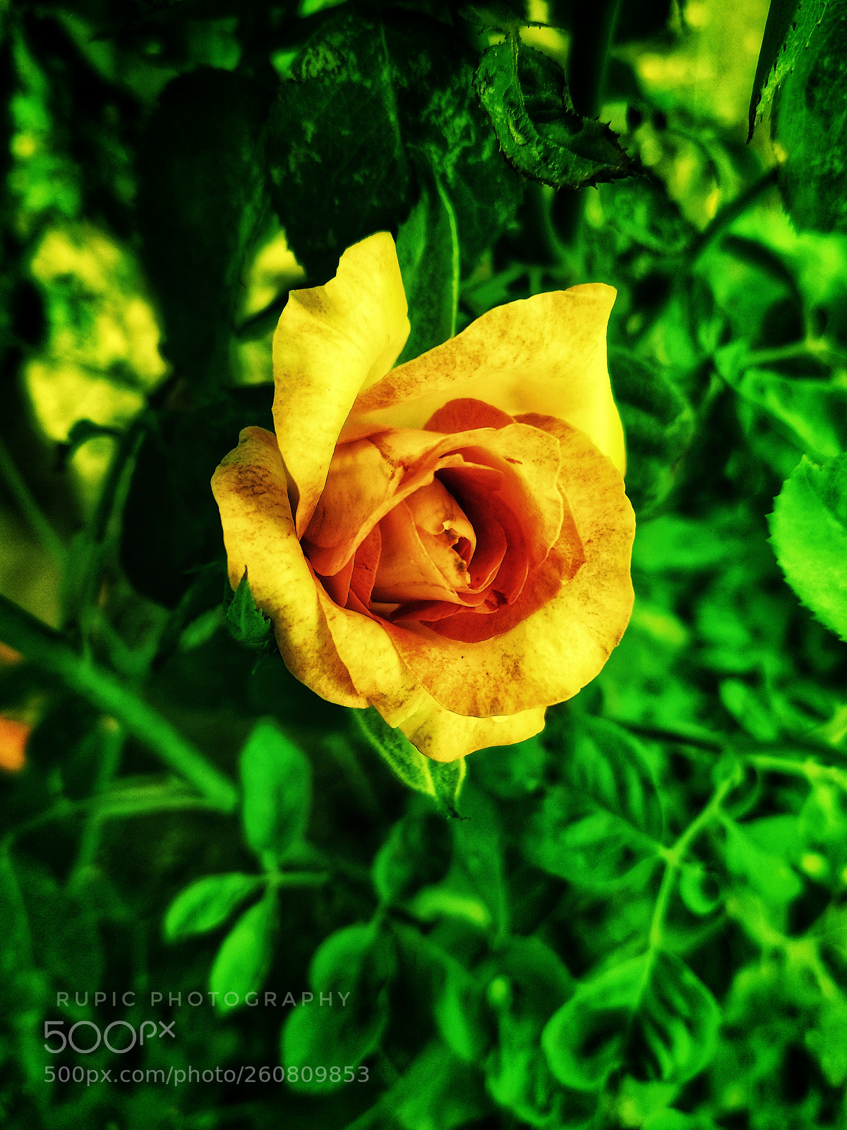 Xiaomi Redmi Note 5 sample photo. Untitled photography