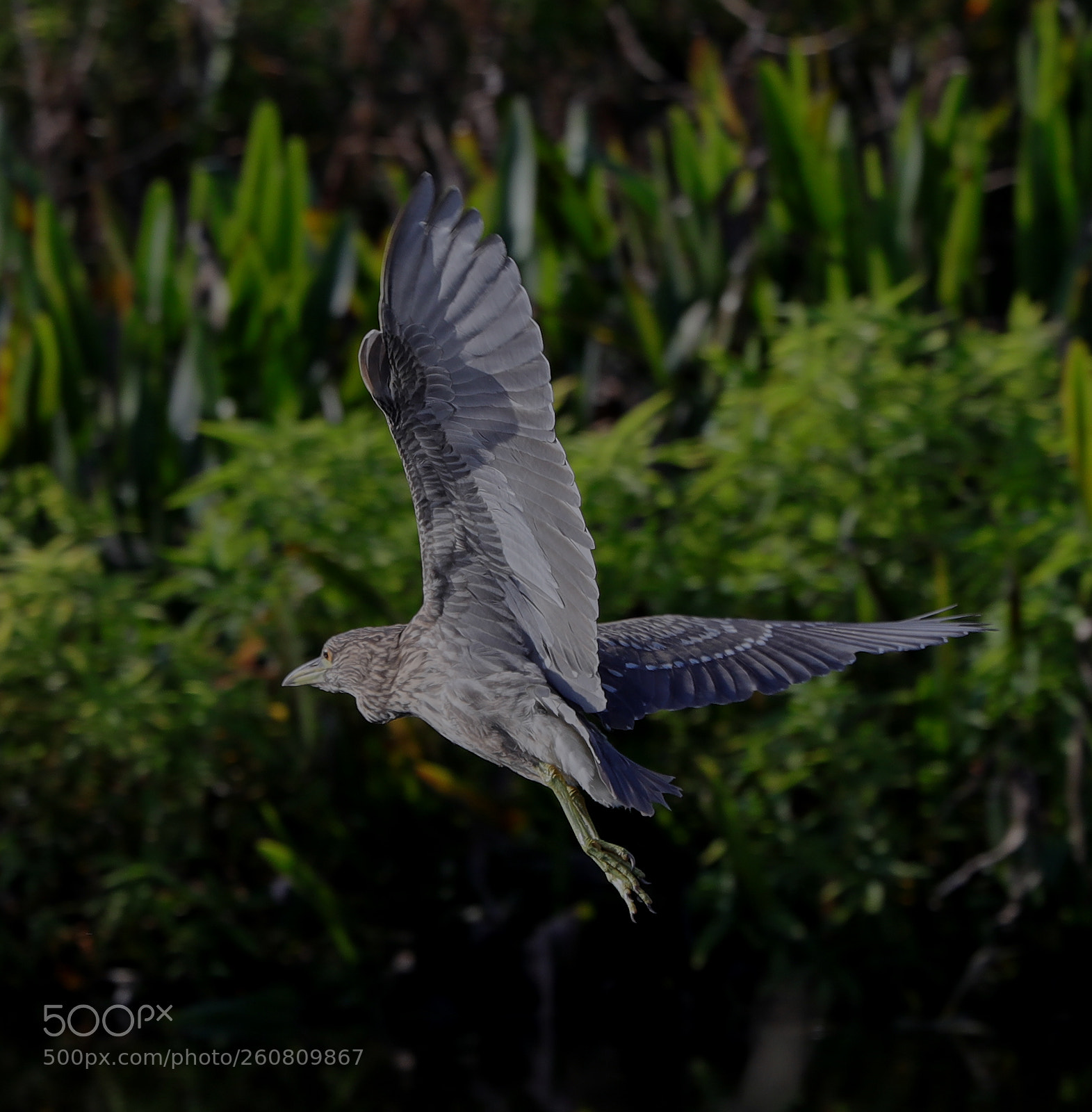 Canon EOS-1D X Mark II sample photo. 06-04-18-0021232.jpg photography