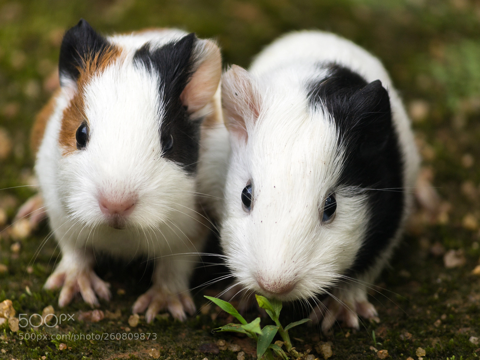 Canon EOS 1200D (EOS Rebel T5 / EOS Kiss X70 / EOS Hi) sample photo. Guinea pig photography