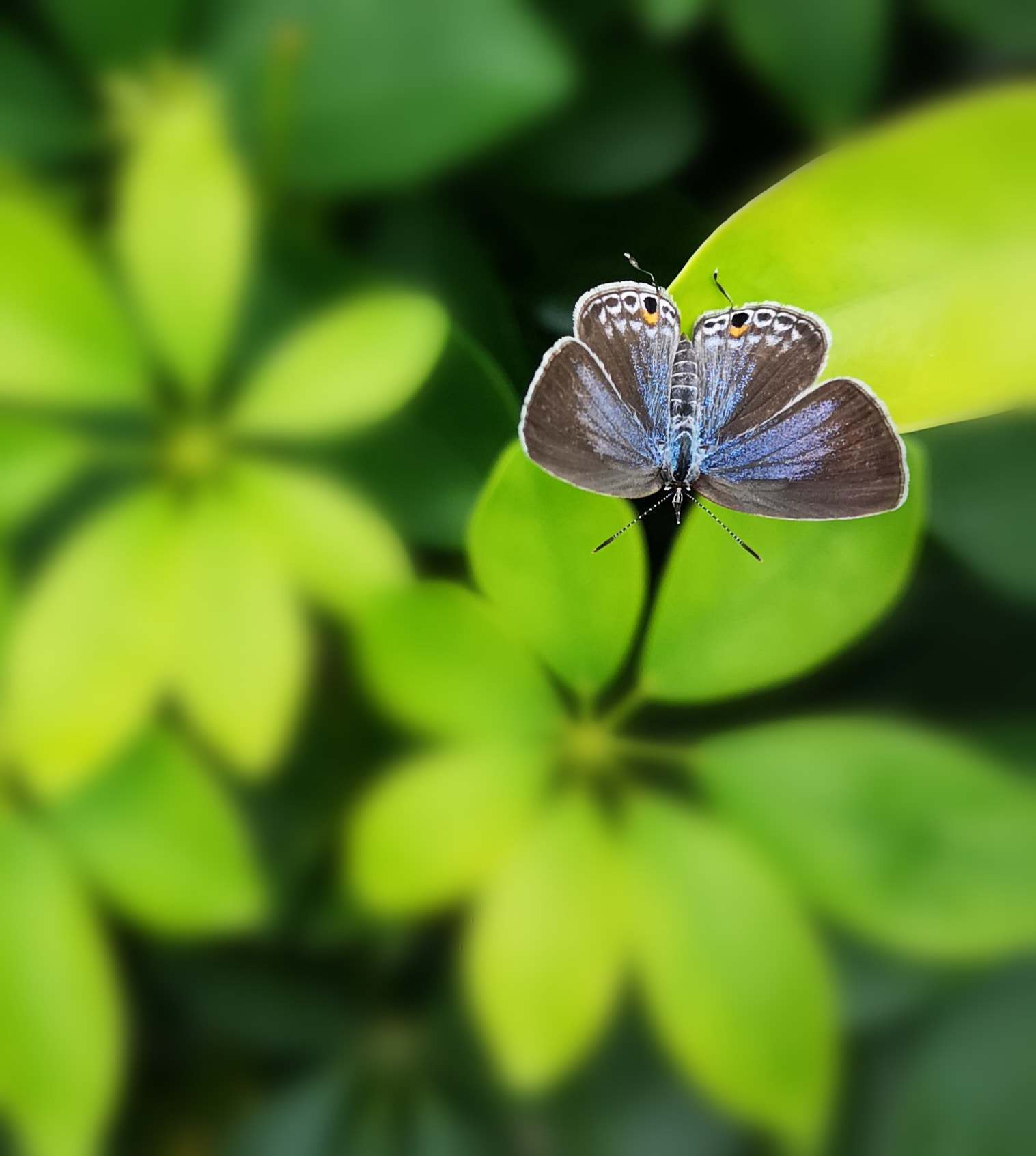 HUAWEI P20 Pro sample photo