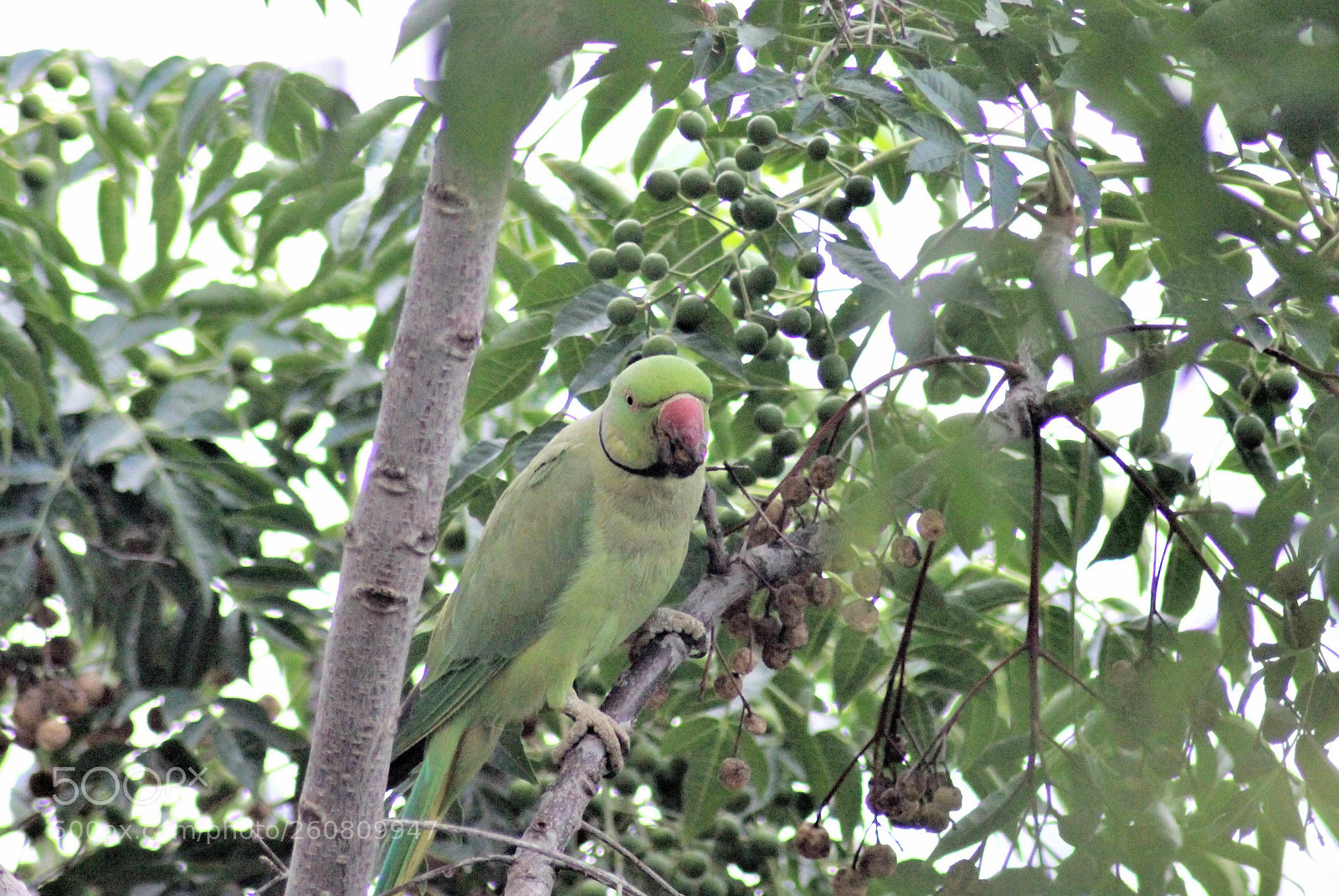 Canon EOS 700D (EOS Rebel T5i / EOS Kiss X7i) sample photo. Green parrot photography