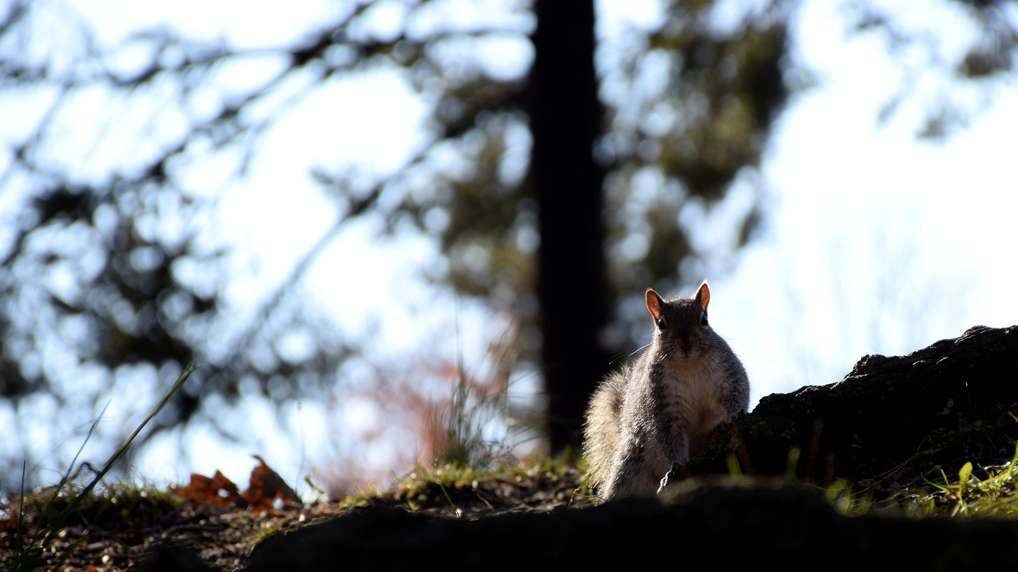 Nikon D5300 sample photo. I hear something photography