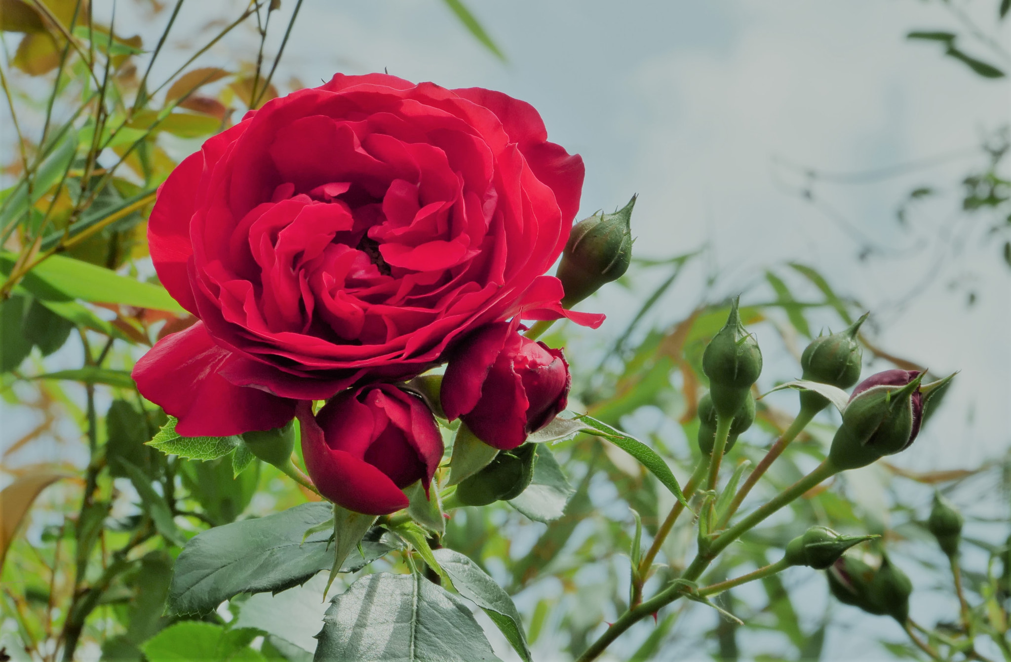 Panasonic Lumix DC-GH5 sample photo. Garden (i) photography