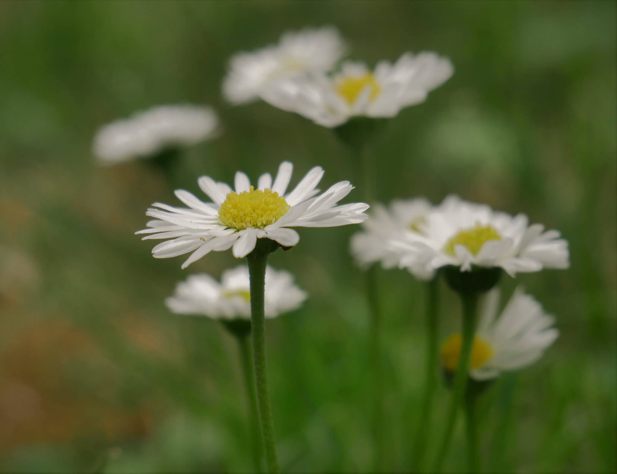 Panasonic Lumix DC-GH5 sample photo. Garden (iii) photography