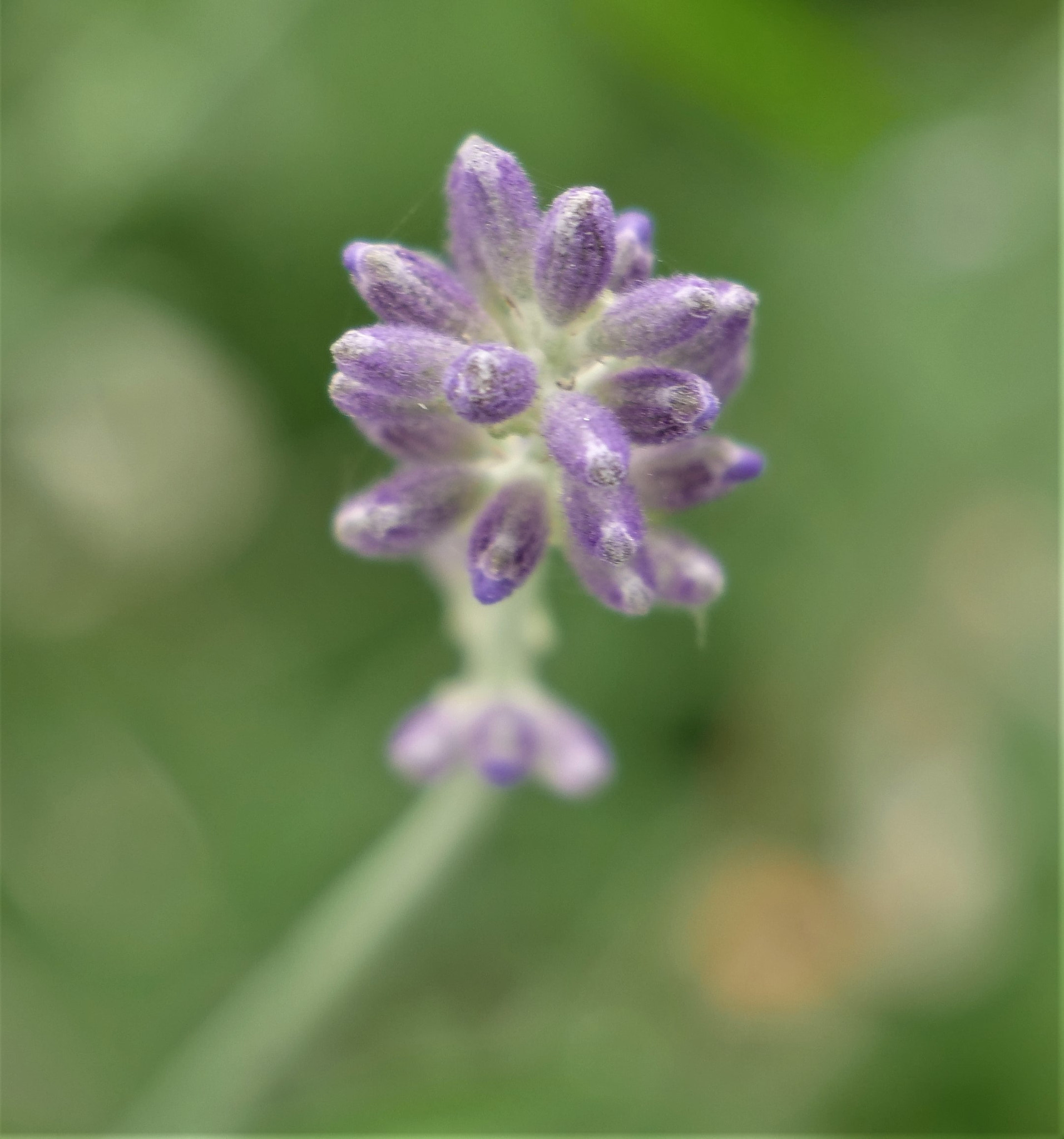 Panasonic Lumix DC-GH5 sample photo. Garden (vi) photography