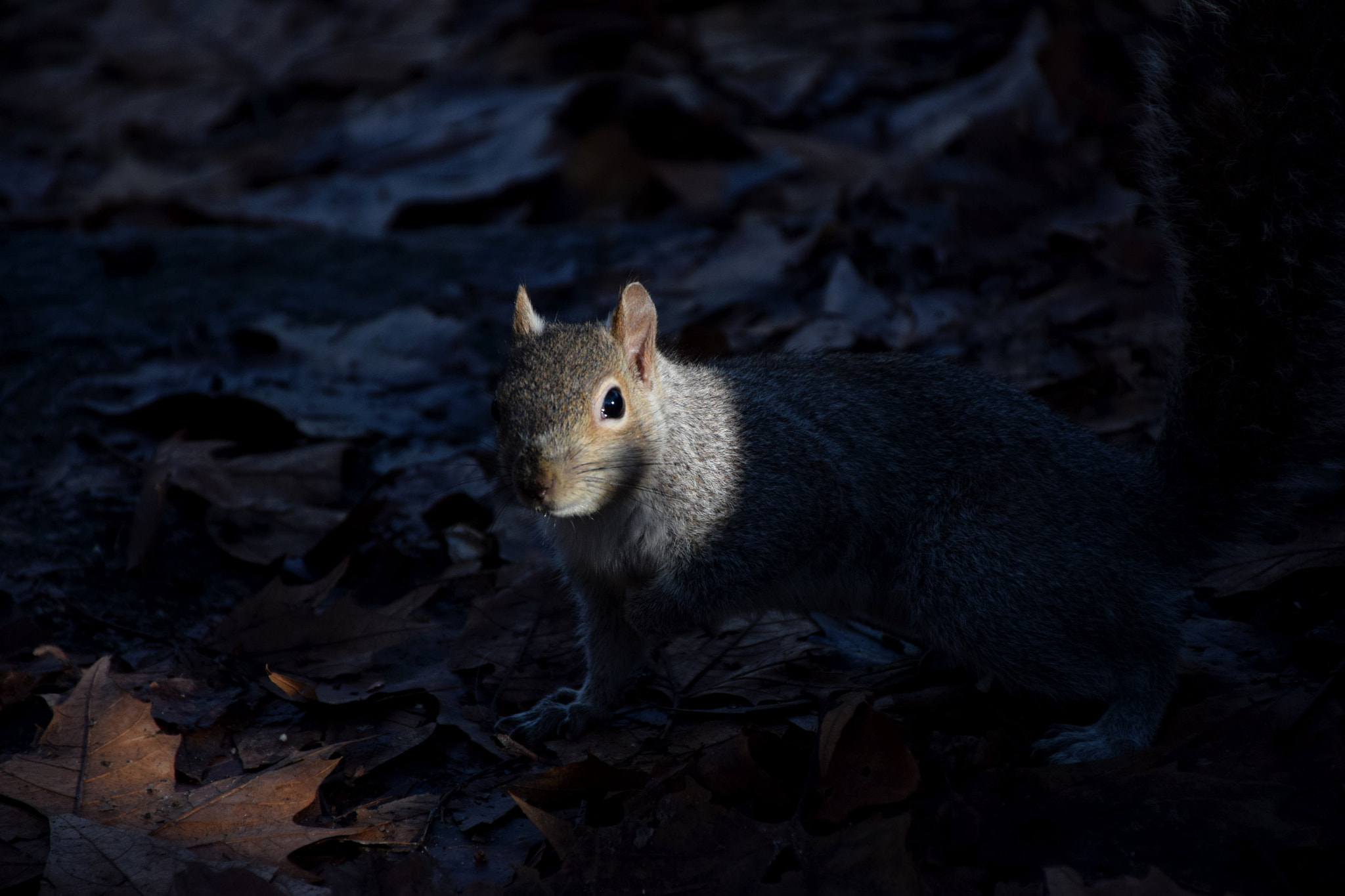 Nikon D5300 sample photo. From the dark side photography