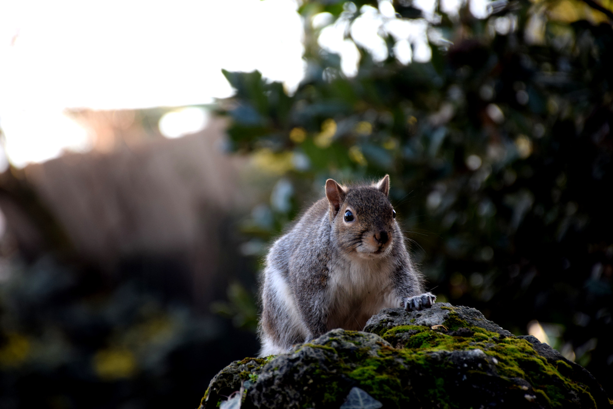Nikon D5300 sample photo. Who's that? photography