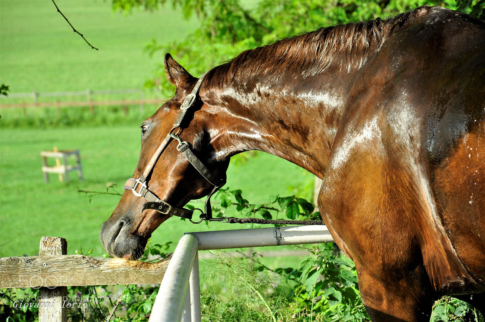 Nikon D90 sample photo. Cheval photography
