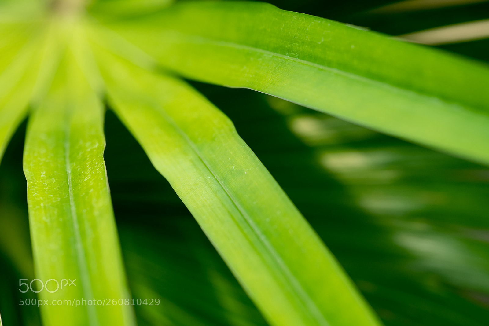 Sony a7R II sample photo. Macro - palm leaves photography