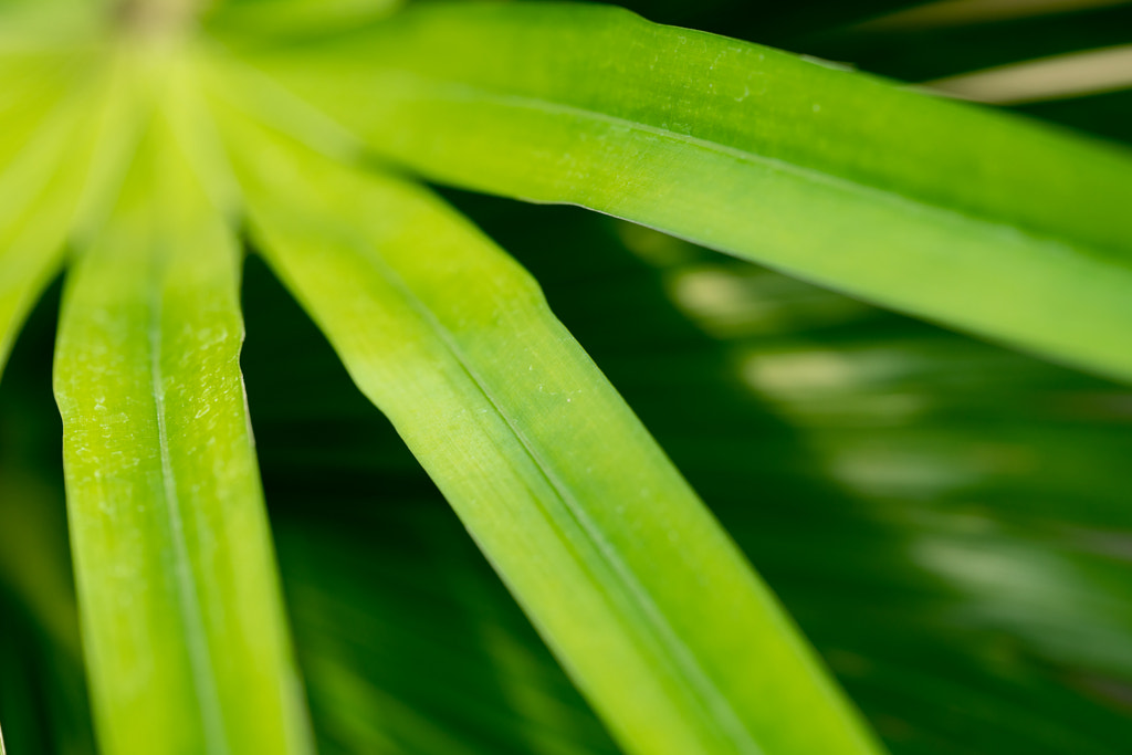 500px.comのfotois youさんによるMacro - Palm Leaves