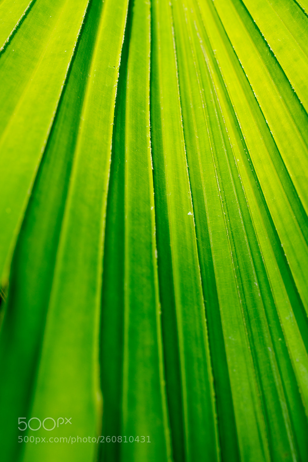 Sony a7R II sample photo. Macro - palm leaves photography