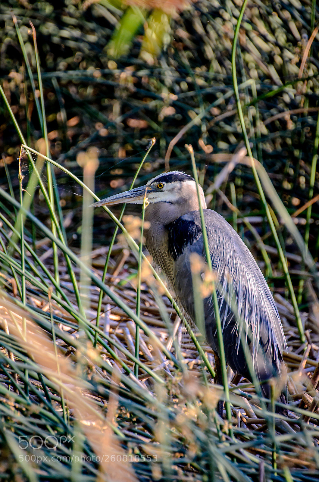 Nikon D7000 sample photo. Great blue haron at photography