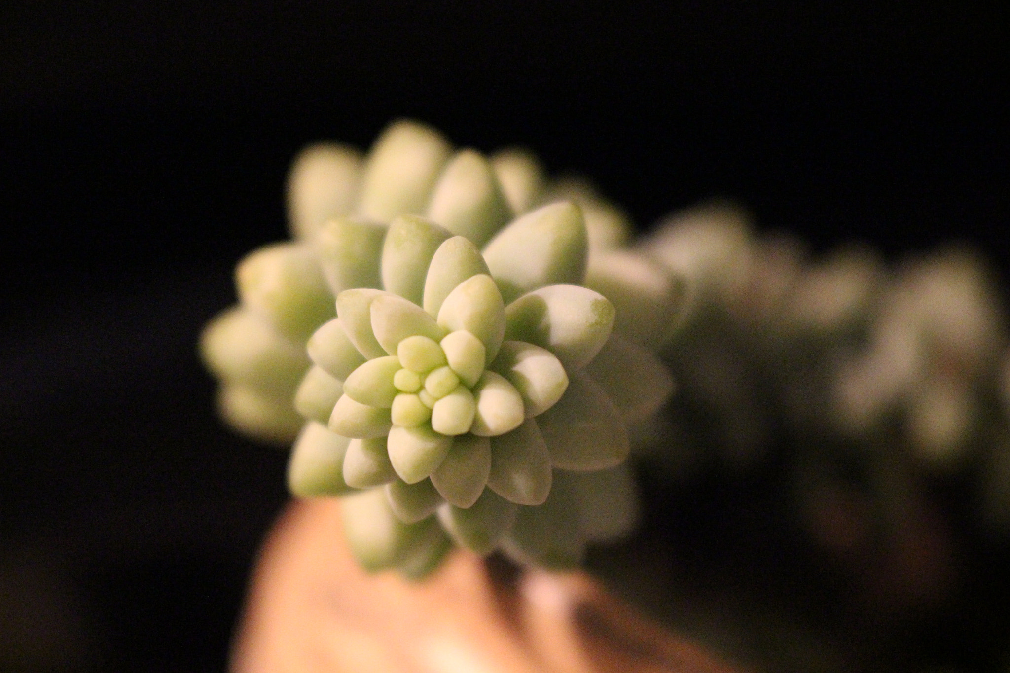 Canon EOS 100D (EOS Rebel SL1 / EOS Kiss X7) sample photo. Mini eggs photography