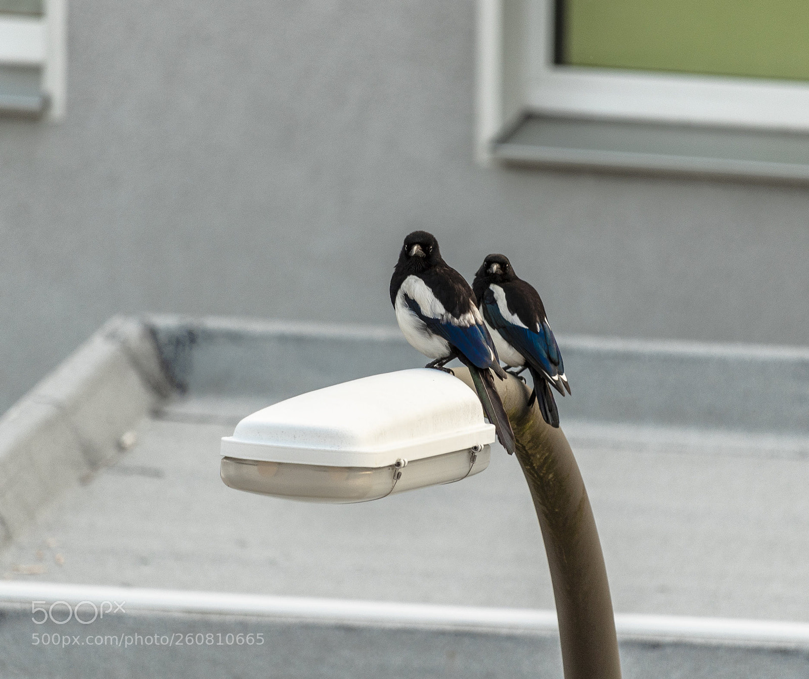 Canon EOS 1300D (EOS Rebel T6 / EOS Kiss X80) sample photo. The are watching me!!!!! photography