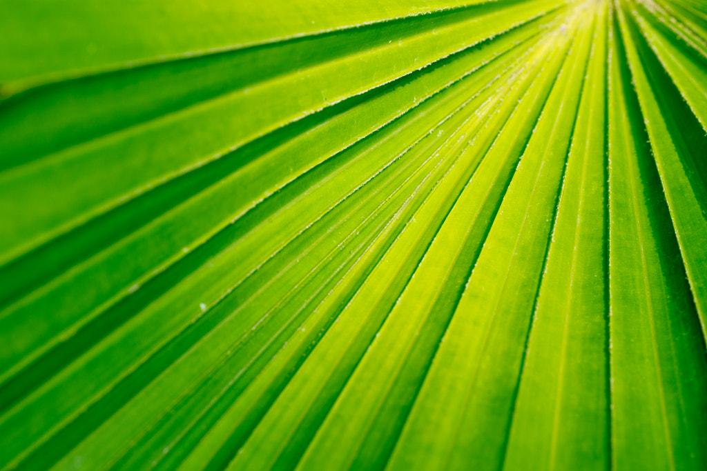 500px.comのfotois youさんによるMacro - Palm Leaves