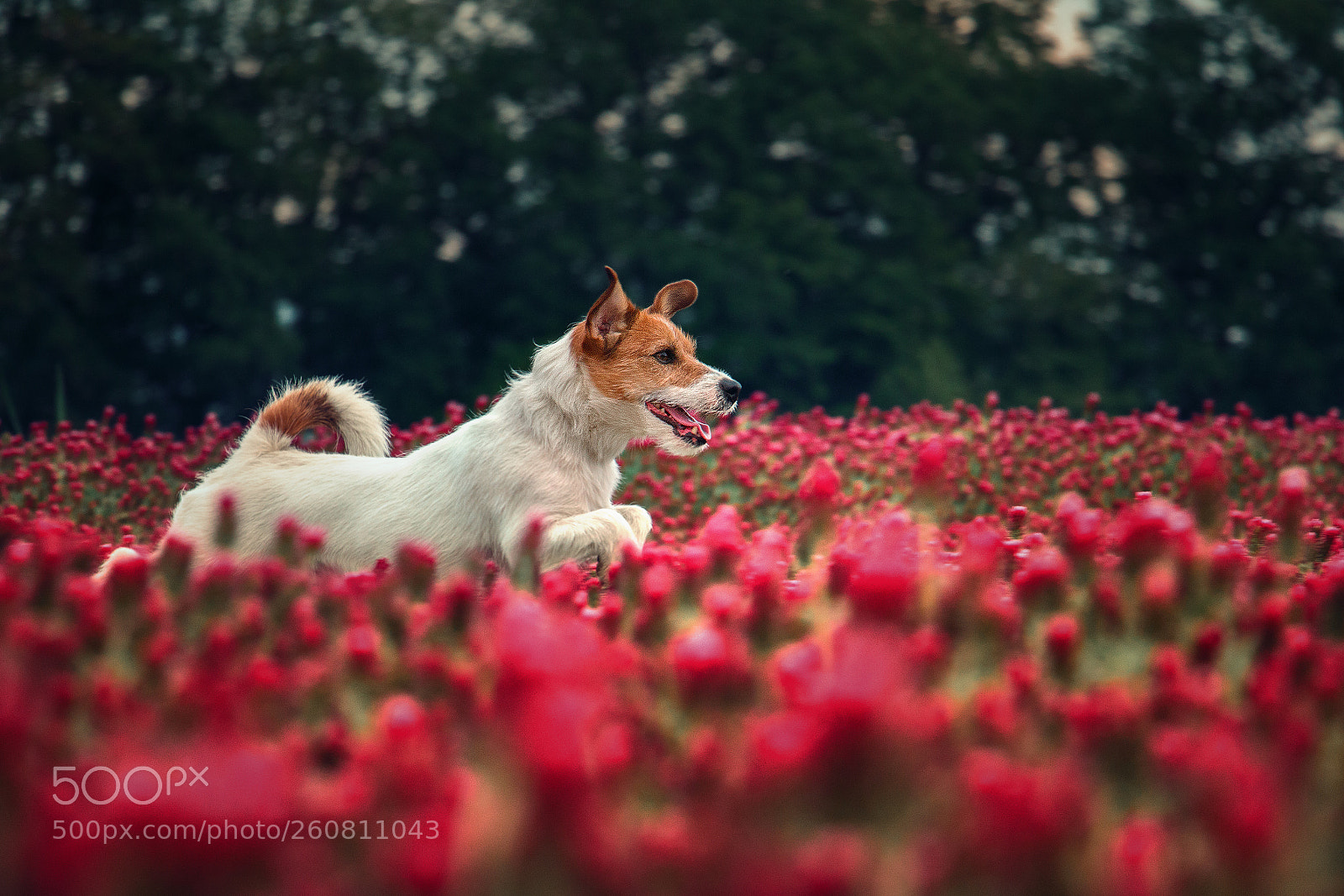 Canon EOS 70D sample photo. Rony in red clover photography