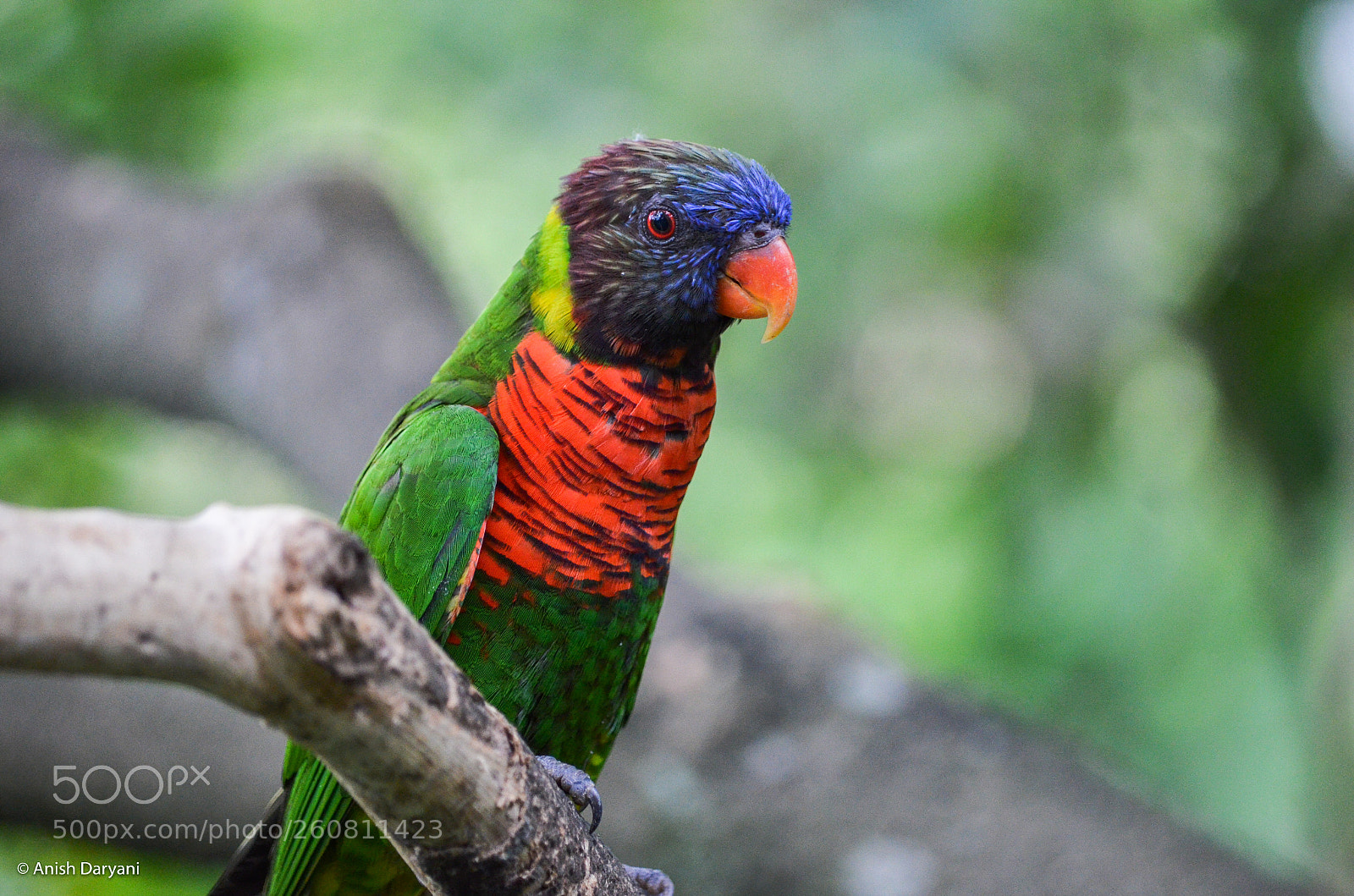 Nikon D5100 sample photo. Rainbow lorikeet photography