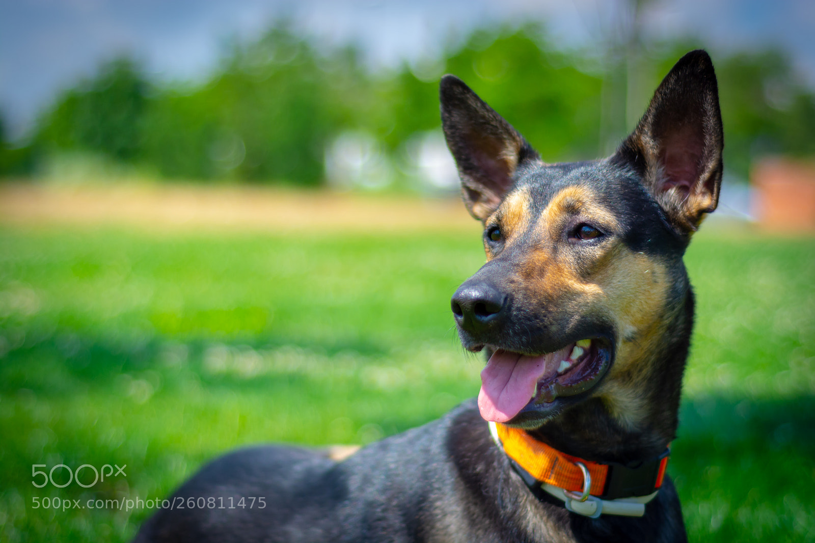 Nikon D7100 sample photo. Arya photography
