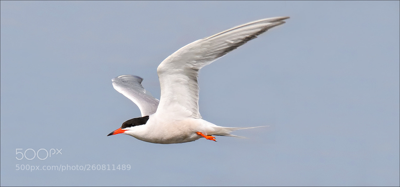 Nikon D500 sample photo. Flying bird photography