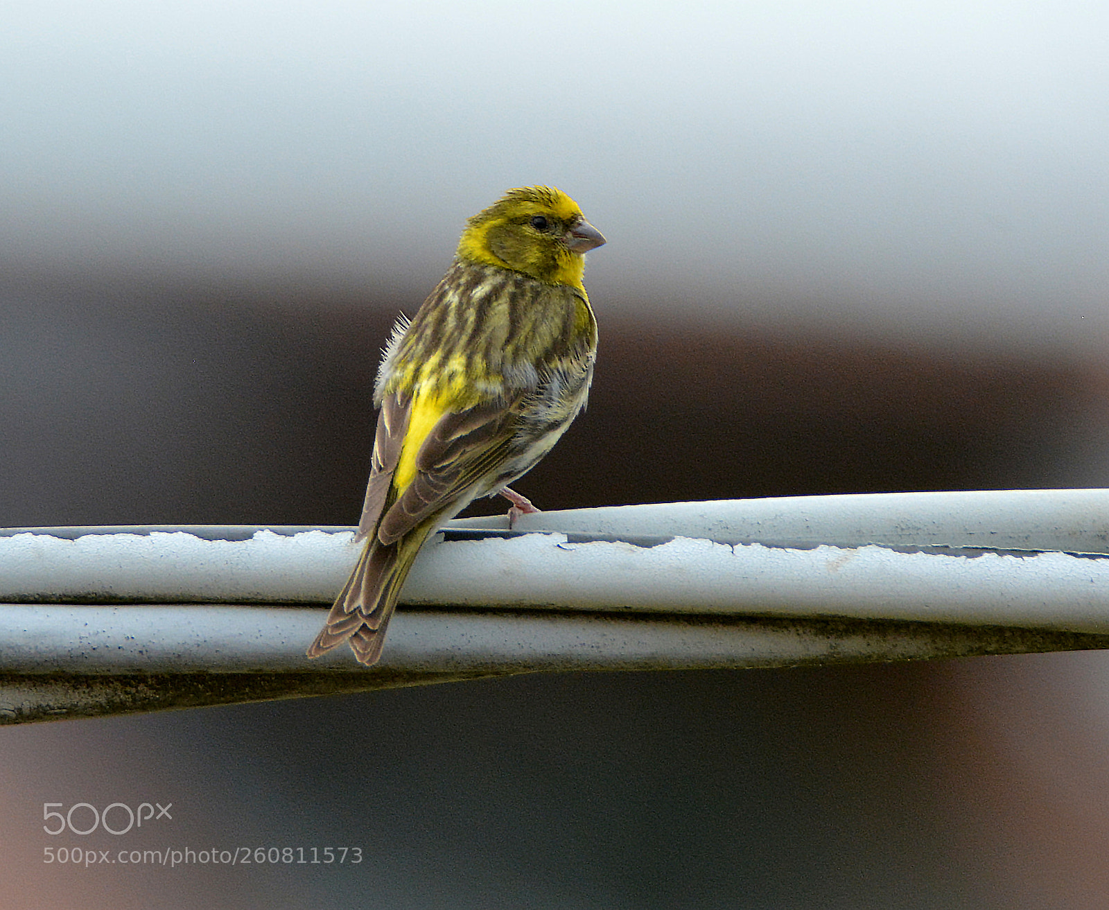 Nikon D7100 sample photo. Serinus serinus photography