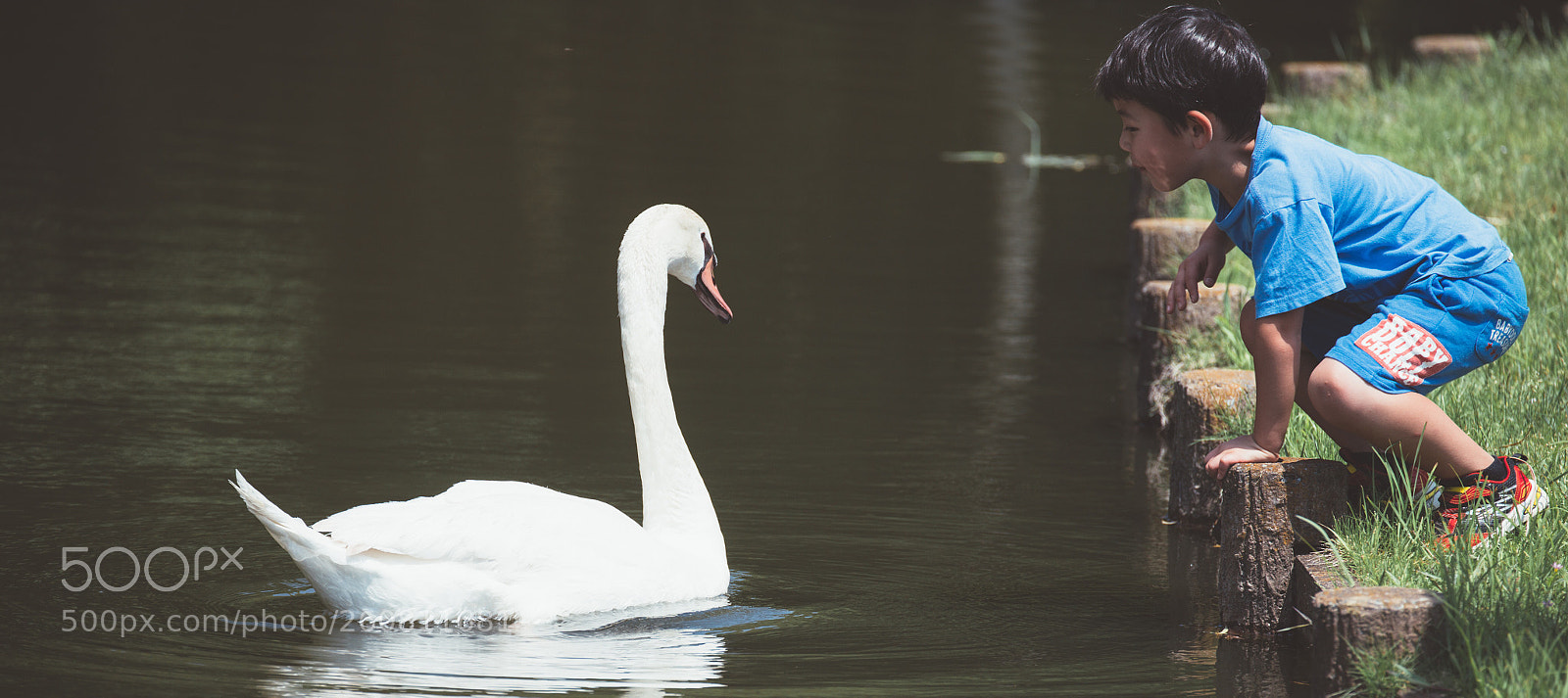Canon EOS 6D sample photo. The swan & the boy photography