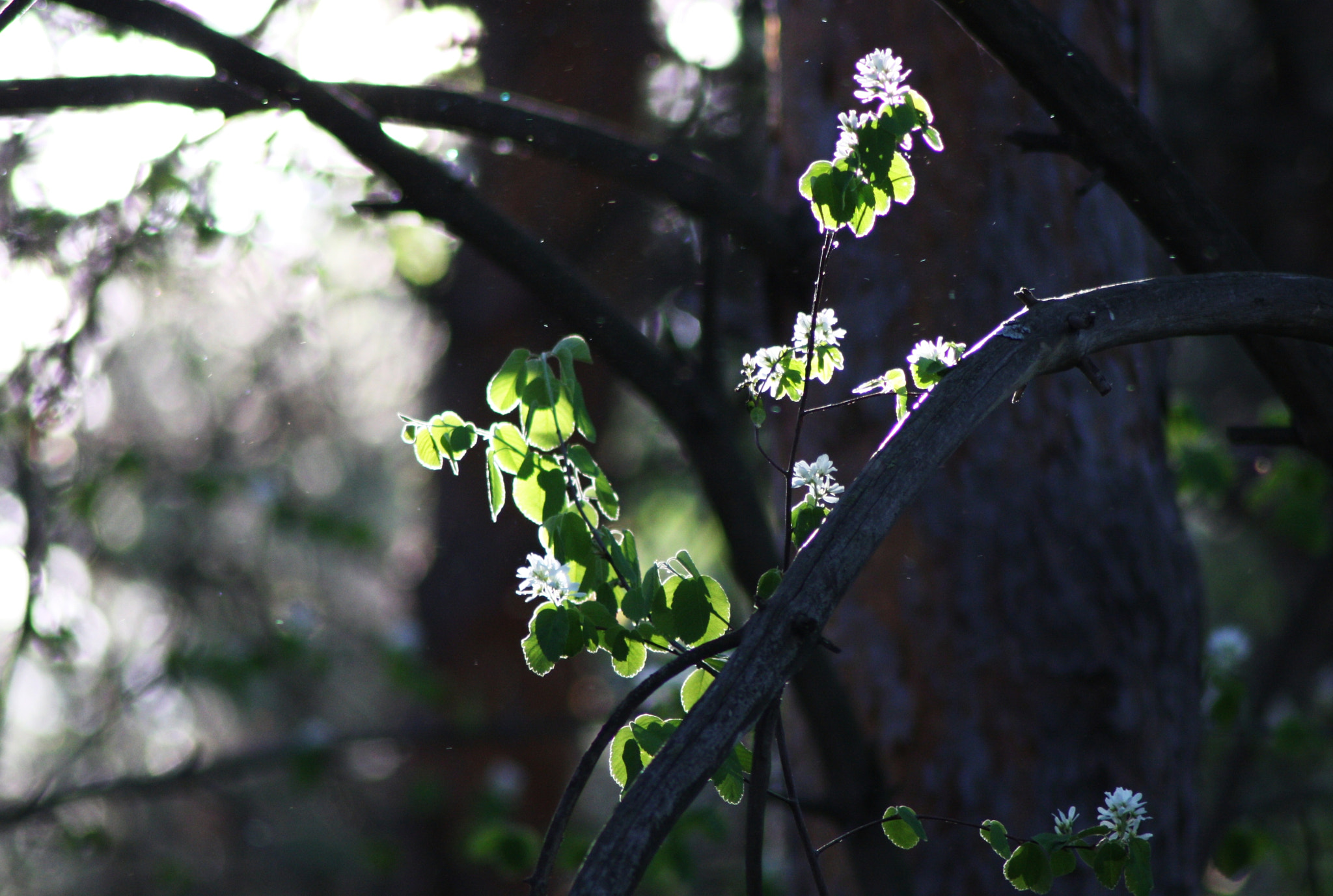 Canon EOS 1000D (EOS Digital Rebel XS / EOS Kiss F) sample photo. Img photography