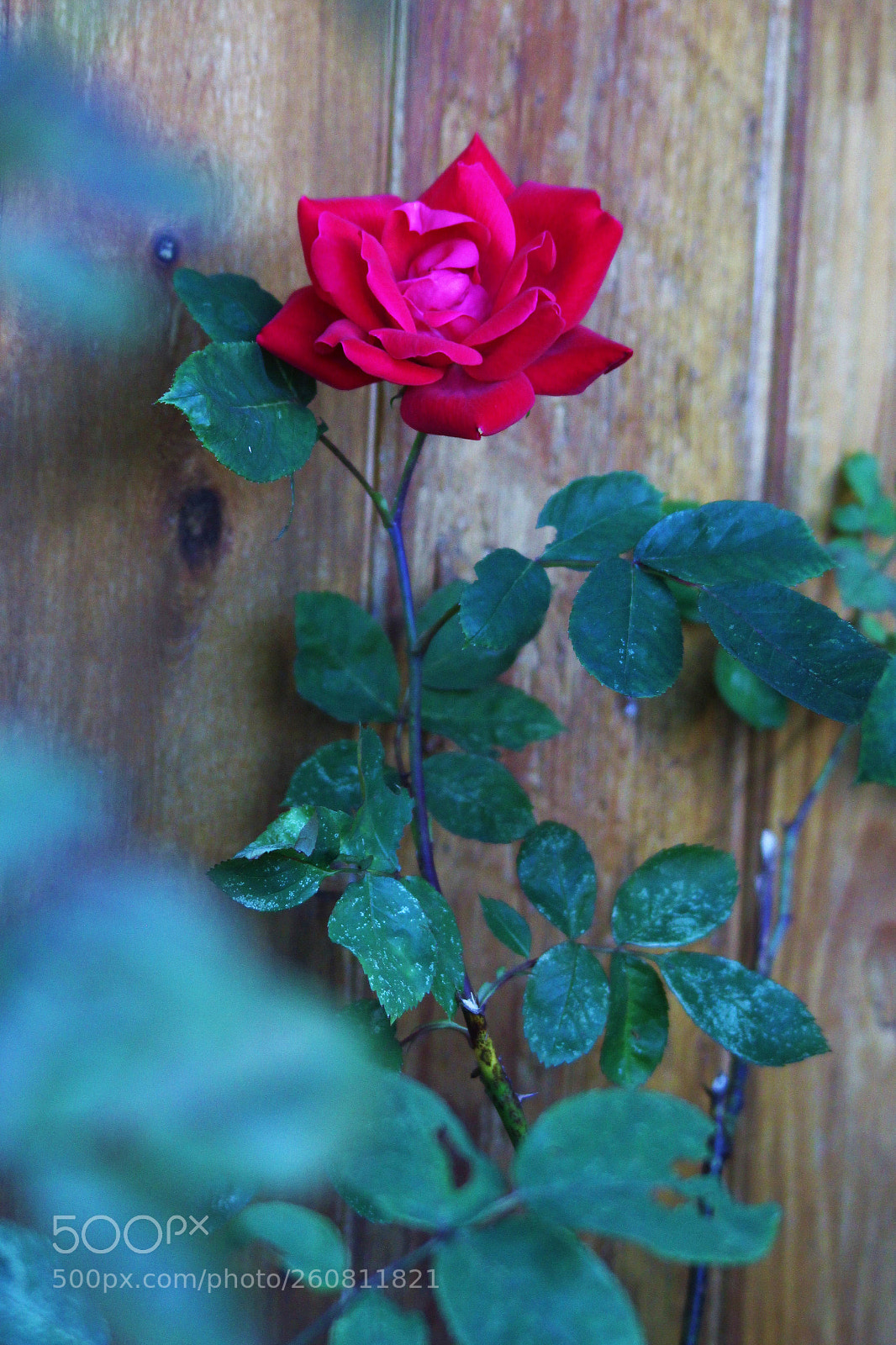 Canon EOS 60D sample photo. Backyard red rose photography