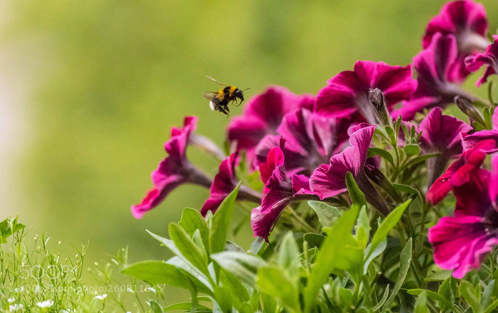 Canon EOS 5D Mark IV sample photo. Looking for nectar photography
