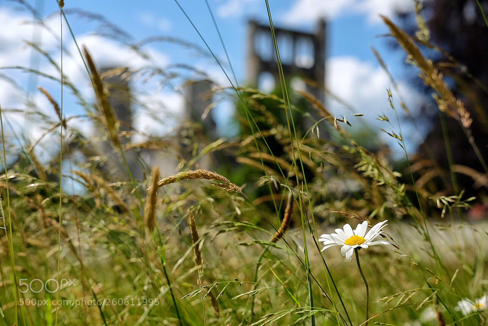 Fujifilm X-T1 sample photo. In the gardens of photography