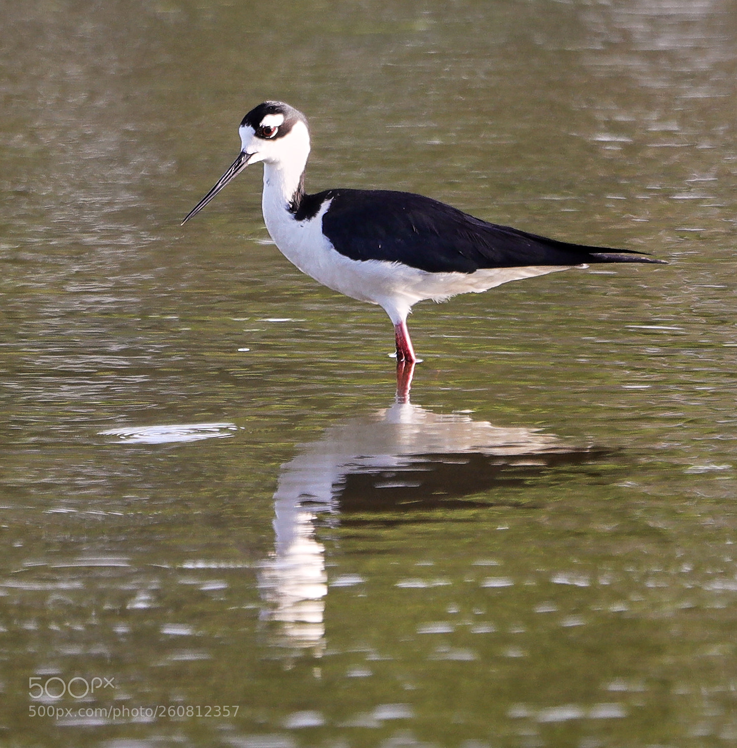 Canon EOS-1D X Mark II sample photo. 06-04-18-0021266.jpg photography