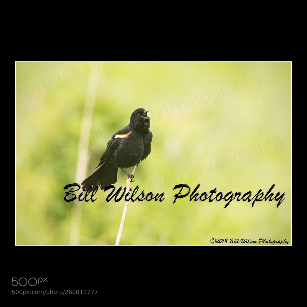 Nikon D500 sample photo. Red winged blackbird photography