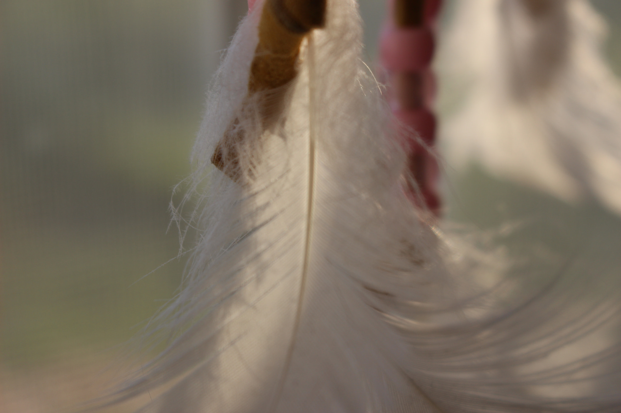Canon EOS 100D (EOS Rebel SL1 / EOS Kiss X7) sample photo. Feathers photography