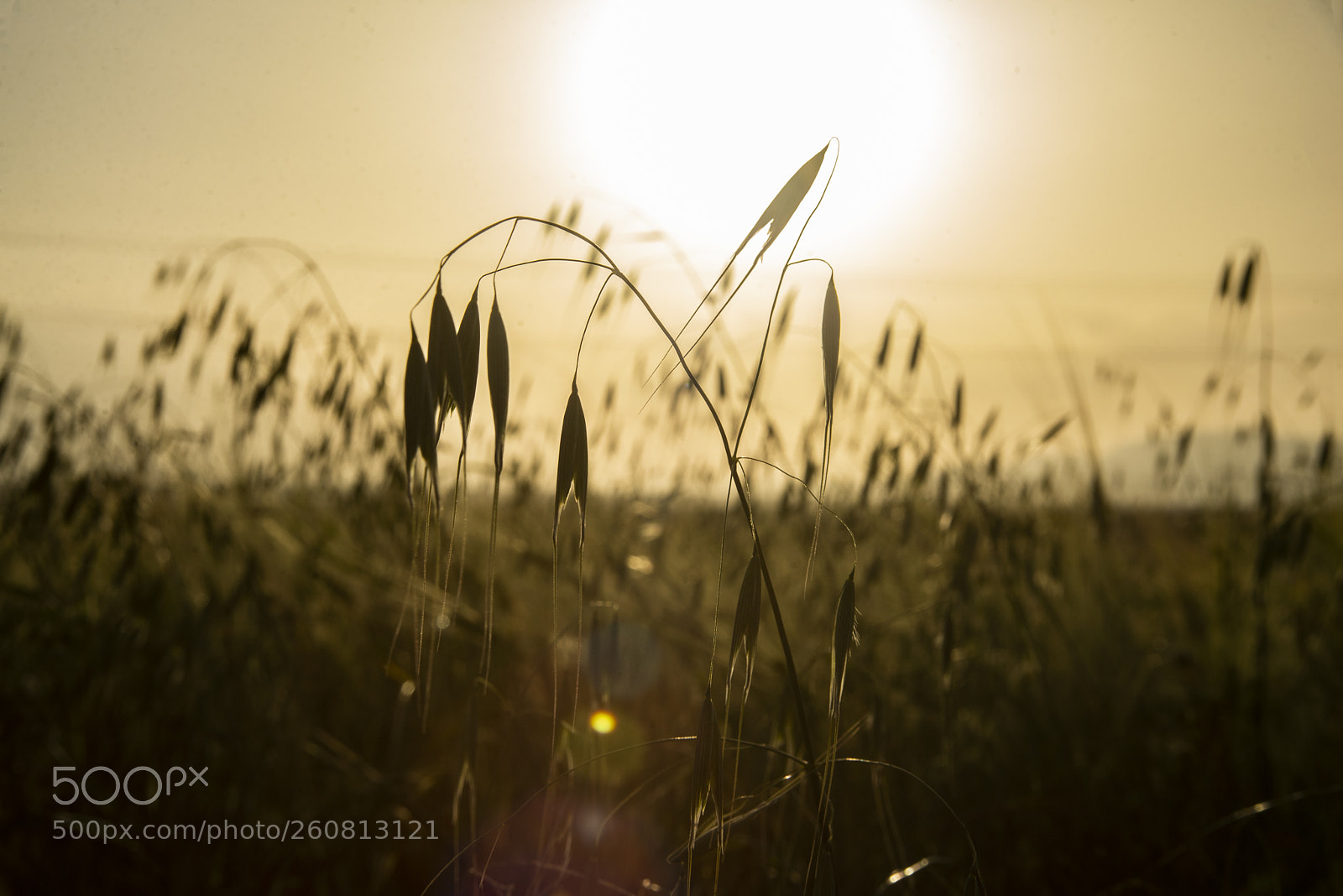 Nikon D600 sample photo. Lno photography