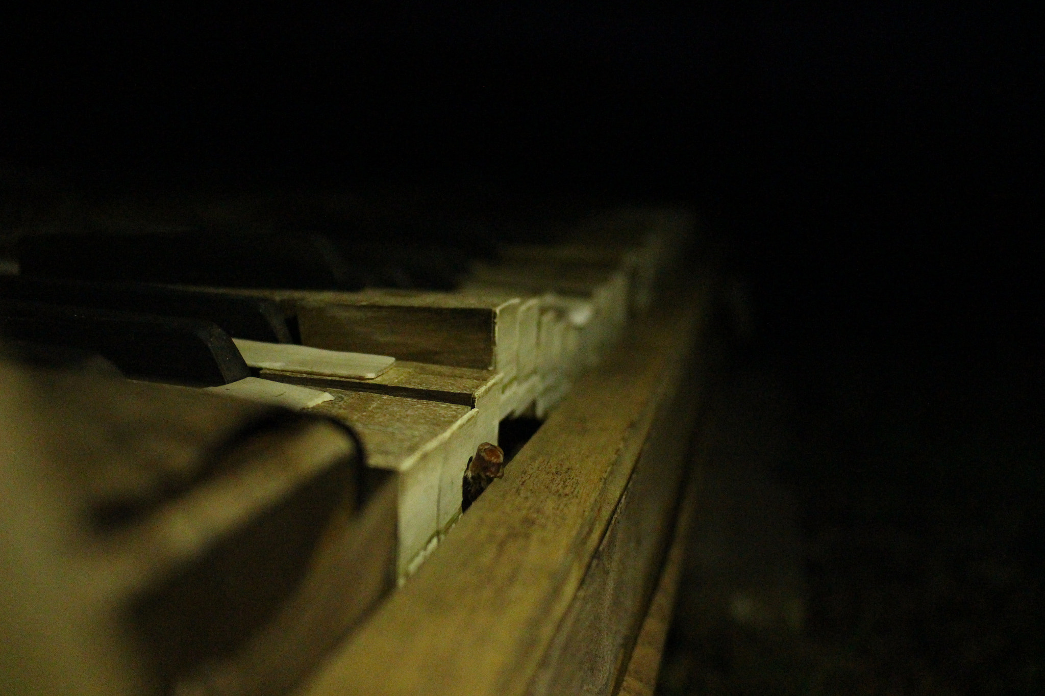 Canon EOS 100D (EOS Rebel SL1 / EOS Kiss X7) sample photo. ... another man's treasure photography